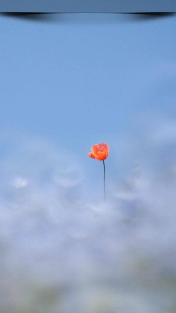 Poppy 桌布 壁紙 — 一朵鮮豔的橙色罌粟花高高聳立在柔和的藍天和模糊的雲朵中。