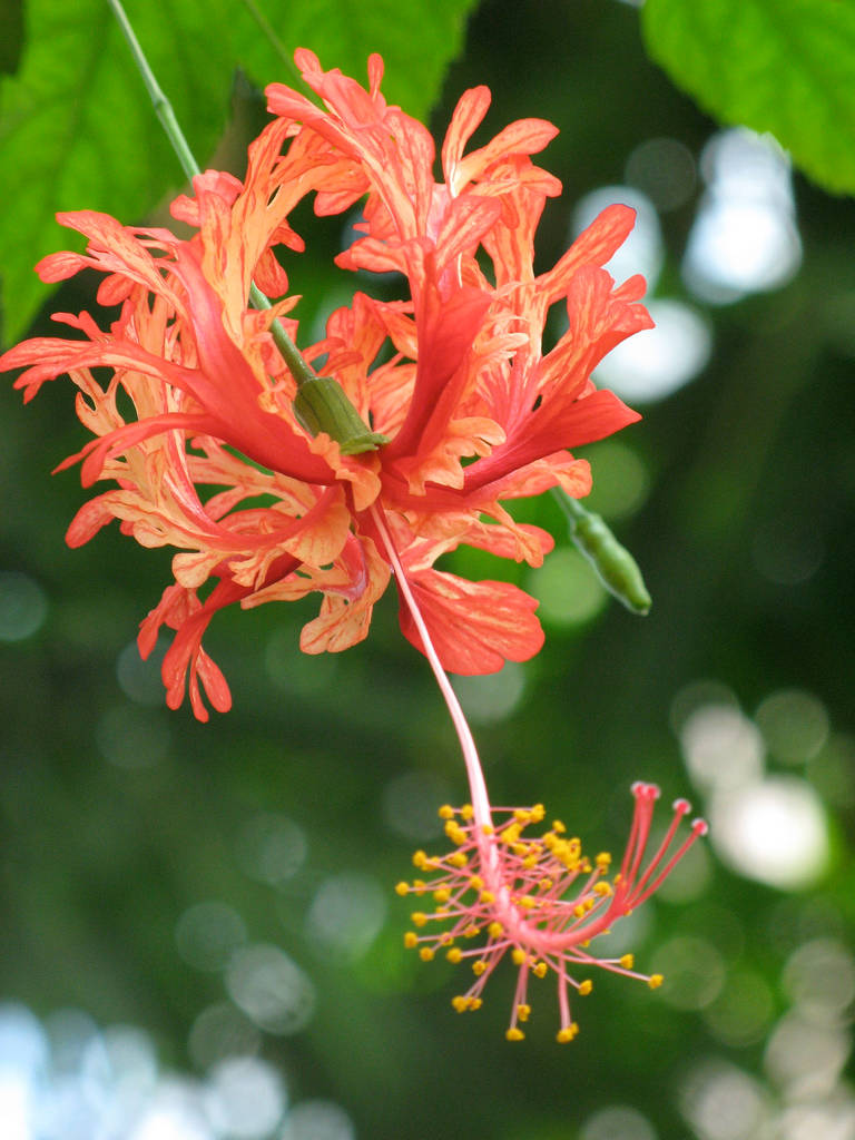 Hibiscus 桌布 壁紙 — 一朵鮮豔的橙色芙蓉花，帶有流蘇狀花瓣和長長的雄蕊，懸掛在柔和的綠色散景背景上。