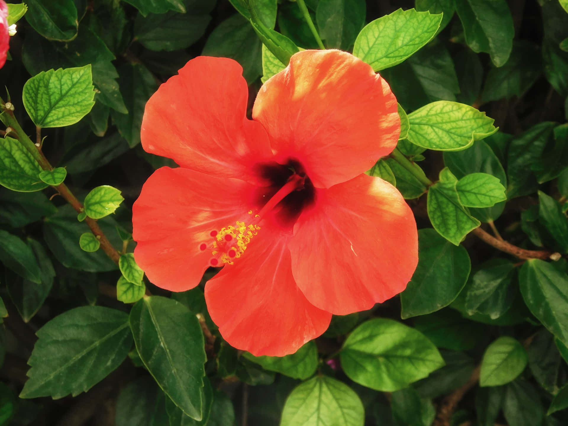 Flowers outdoors in the garden 壁紙 — 一朵鮮豔的橙色芙蓉花，帶有黃色雄蕊，在茂盛綠葉的襯托下盛開。