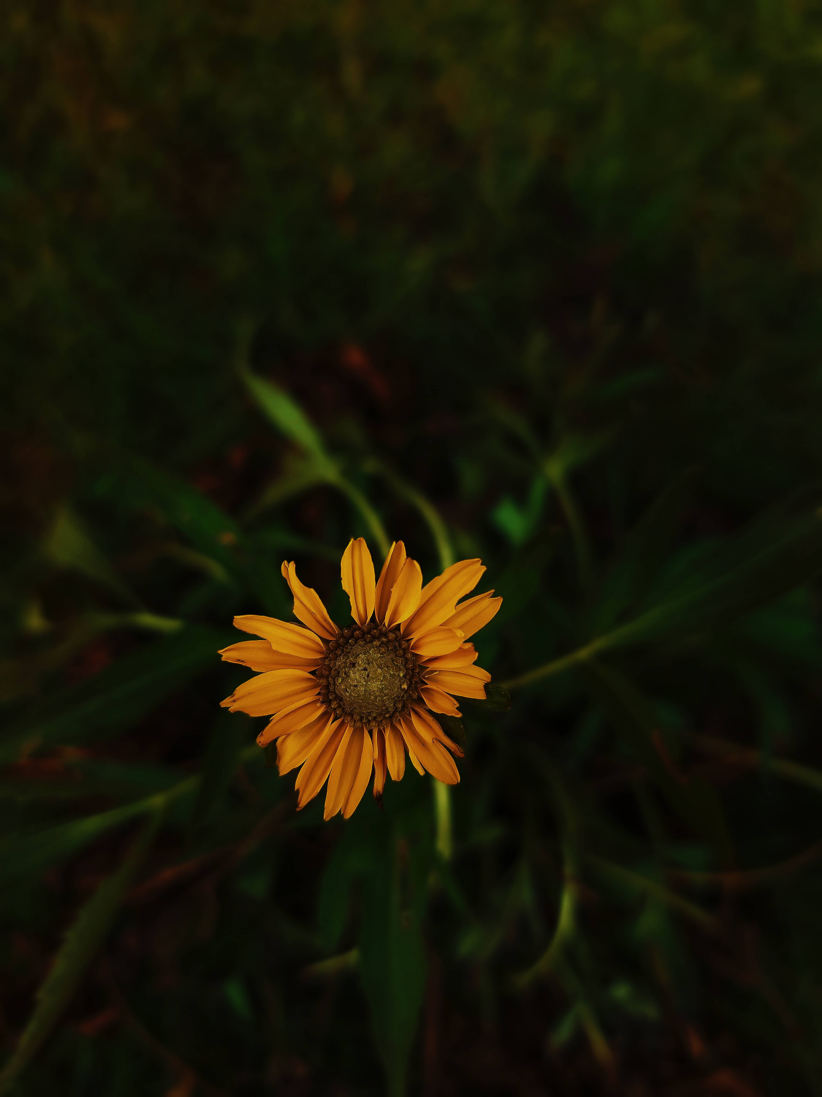 Sunflower Aesthetic 桌布 壁紙 — 一朵鮮豔的橙色花朵在柔和自然光下，於深色模糊的綠色背景中盛開。