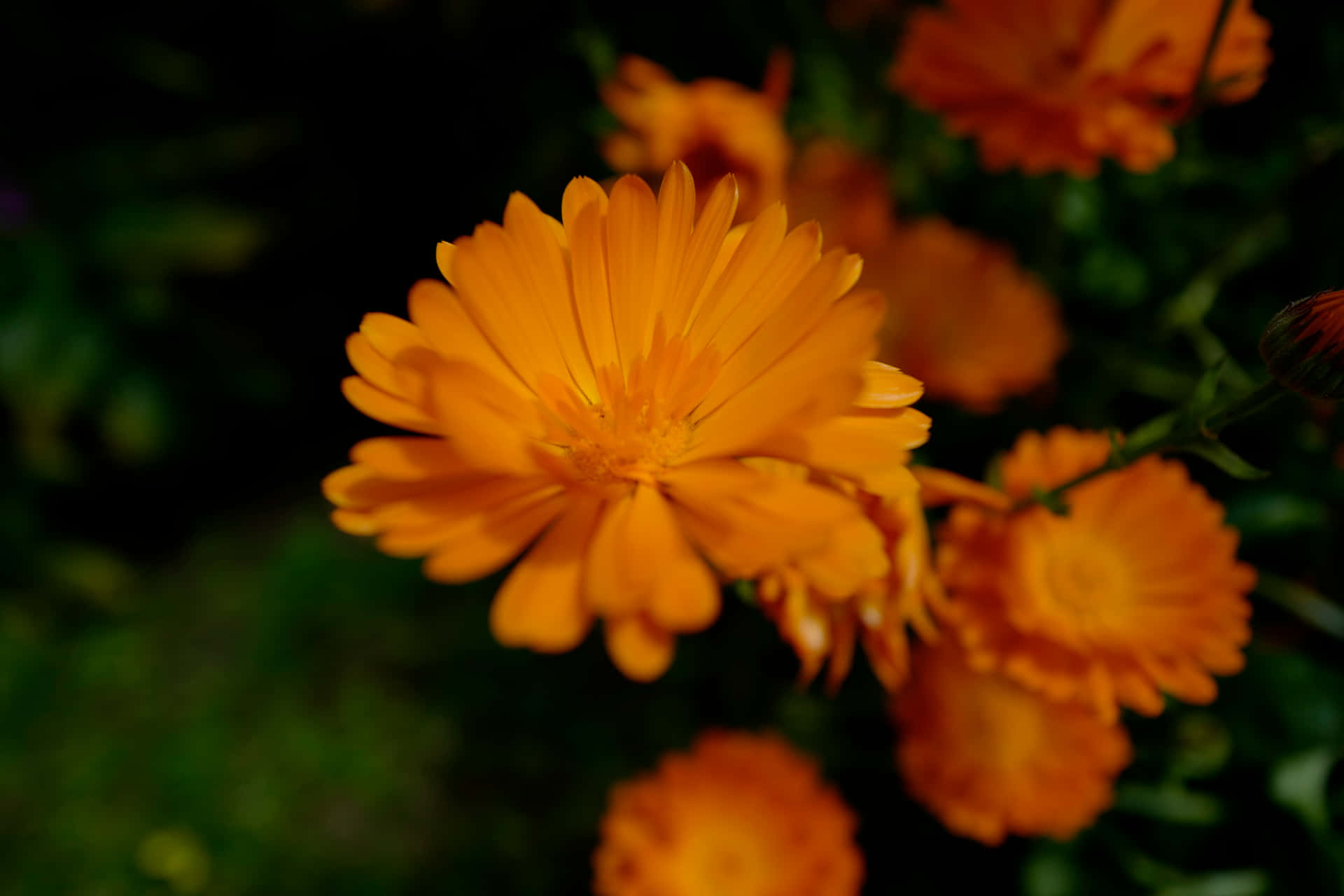 Calendula officinalis 壁紙 — 一朵鮮豔的橙色萬壽菊在柔焦中綻放，背景是深綠色模糊的花園。