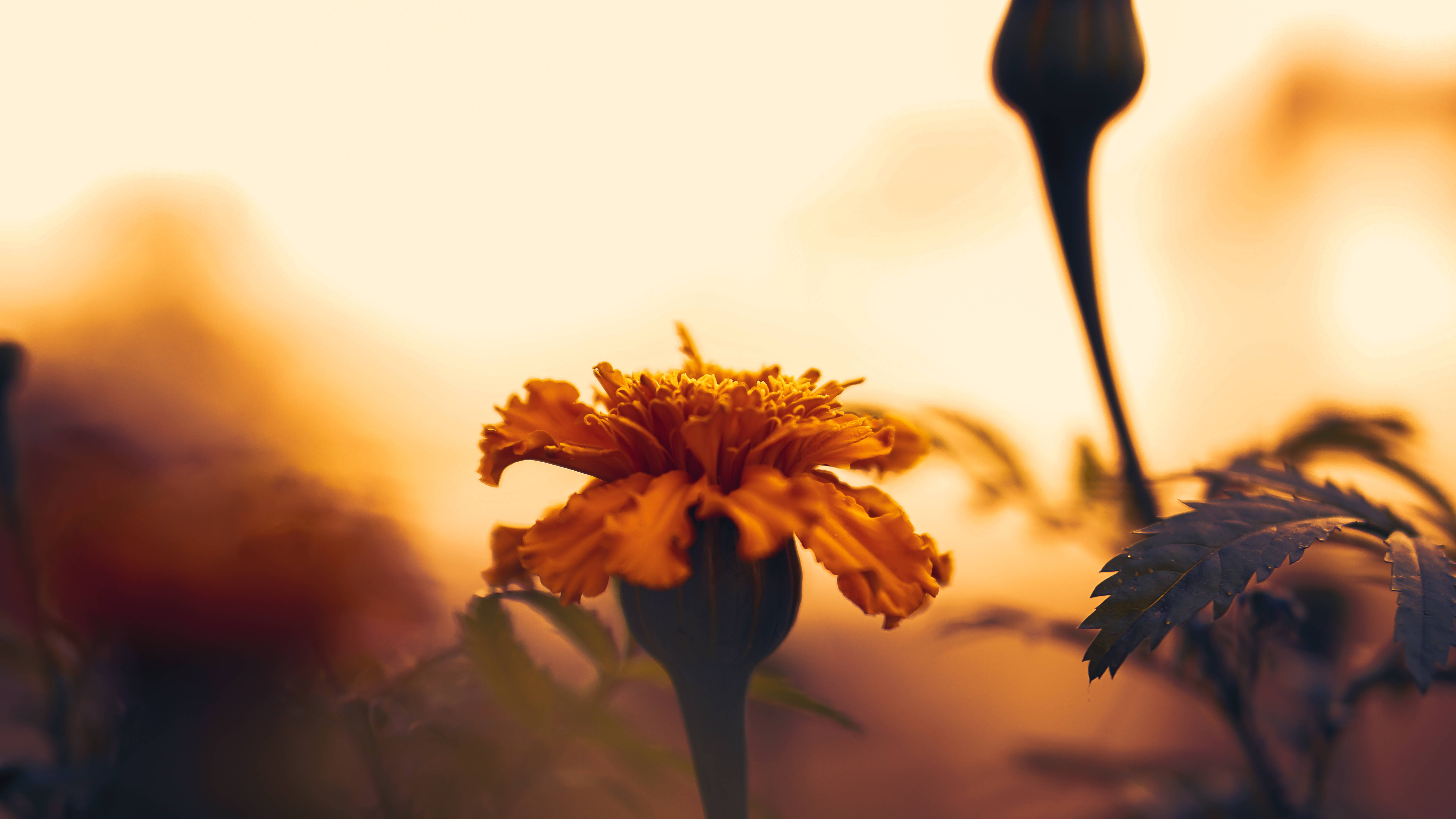 Sunflower Aesthetic 桌布 壁紙 — 一朵鮮豔的橙色萬壽菊在溫暖的金色日落背景下柔和綻放，背景有模糊的樹葉。