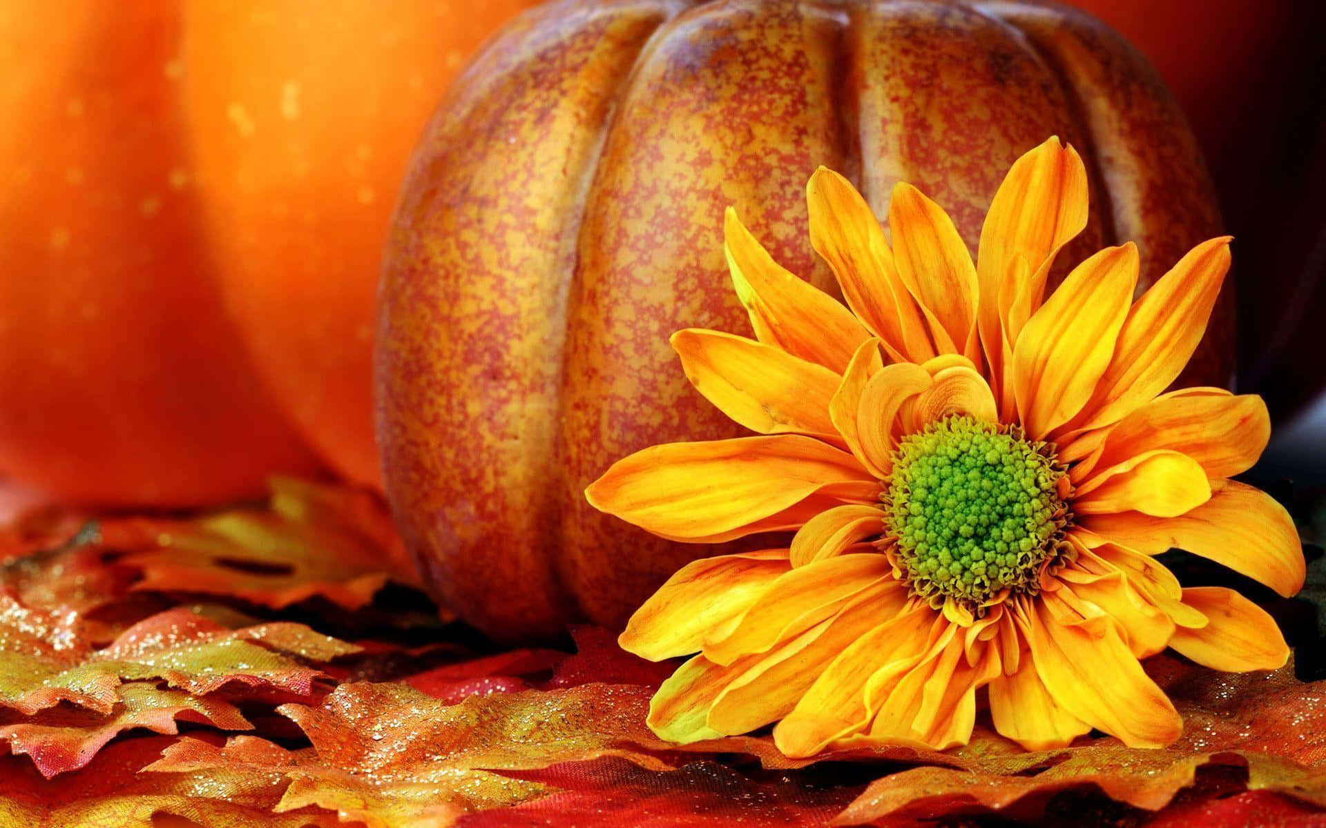 Fall Pumpkin 桌布 壁紙 — 一朵鮮豔的橙色雛菊，中心綠色，在斑點南瓜旁邊，在秋葉鋪成的床上盛開。