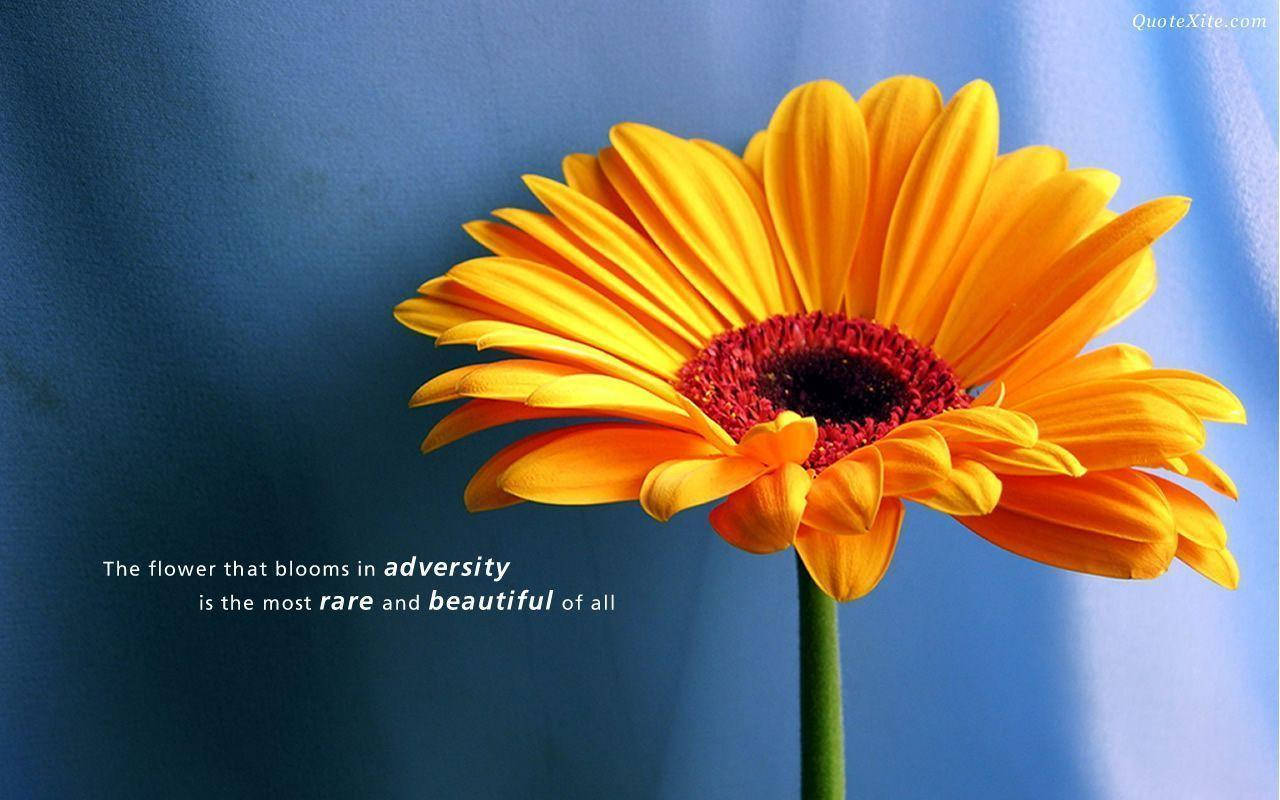 Inspirational Quotes 桌布 壁紙 — 一朵鮮豔的橙色非洲菊雛菊，帶有深紅色中心，在柔軟的藍色布料背景上綻放。