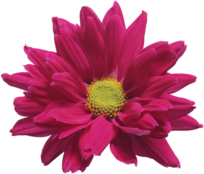 Flowers 桌布 壁紙 — 一朵鮮豔的洋紅色大麗花，花瓣層層疊疊，中心亮黃色，在純黑背景下盛開。
