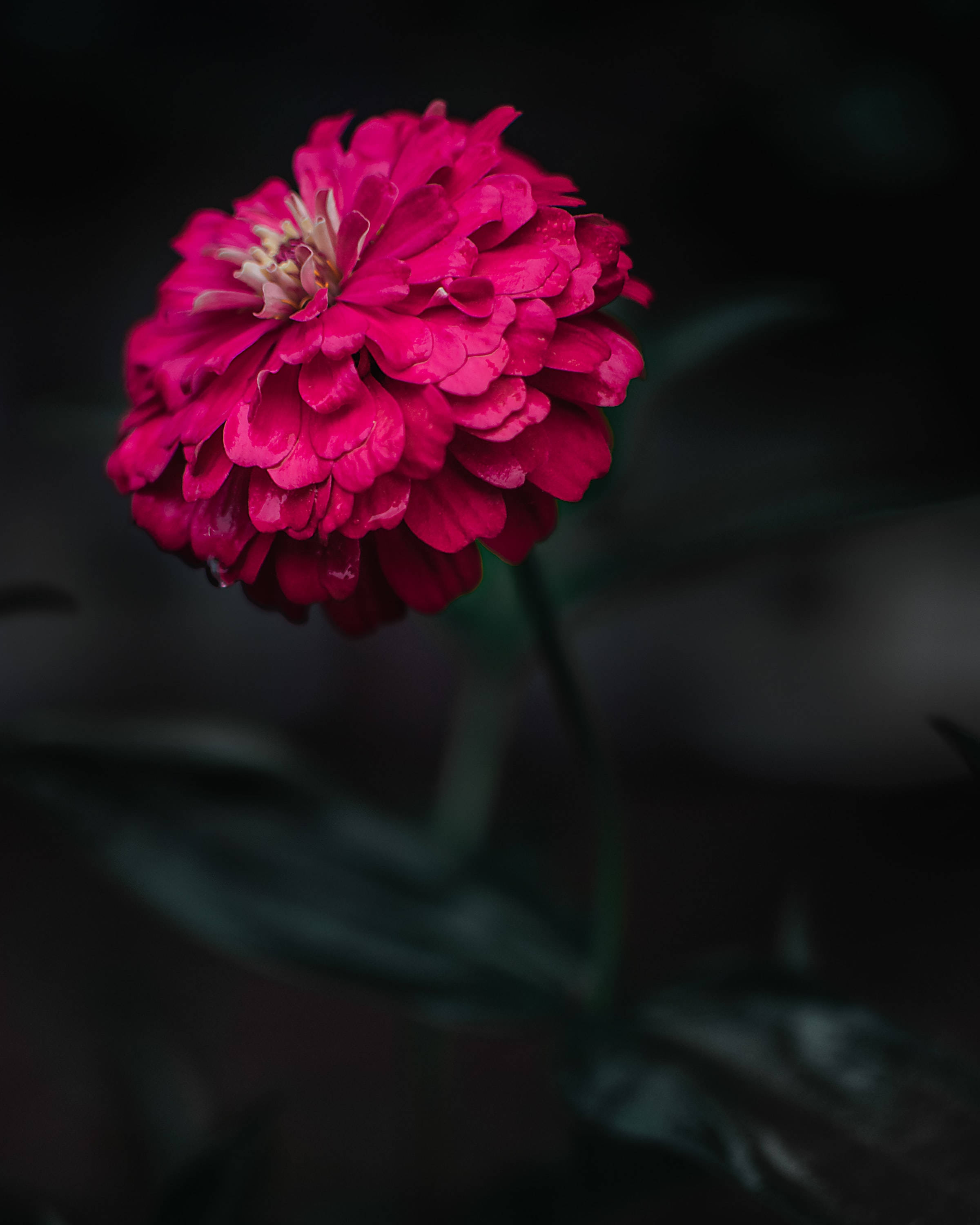 焦點 桌布 壁紙 — 一朵鮮豔的洋紅色百日菊，帶有露珠，在黑暗模糊的背景中閃閃發光。