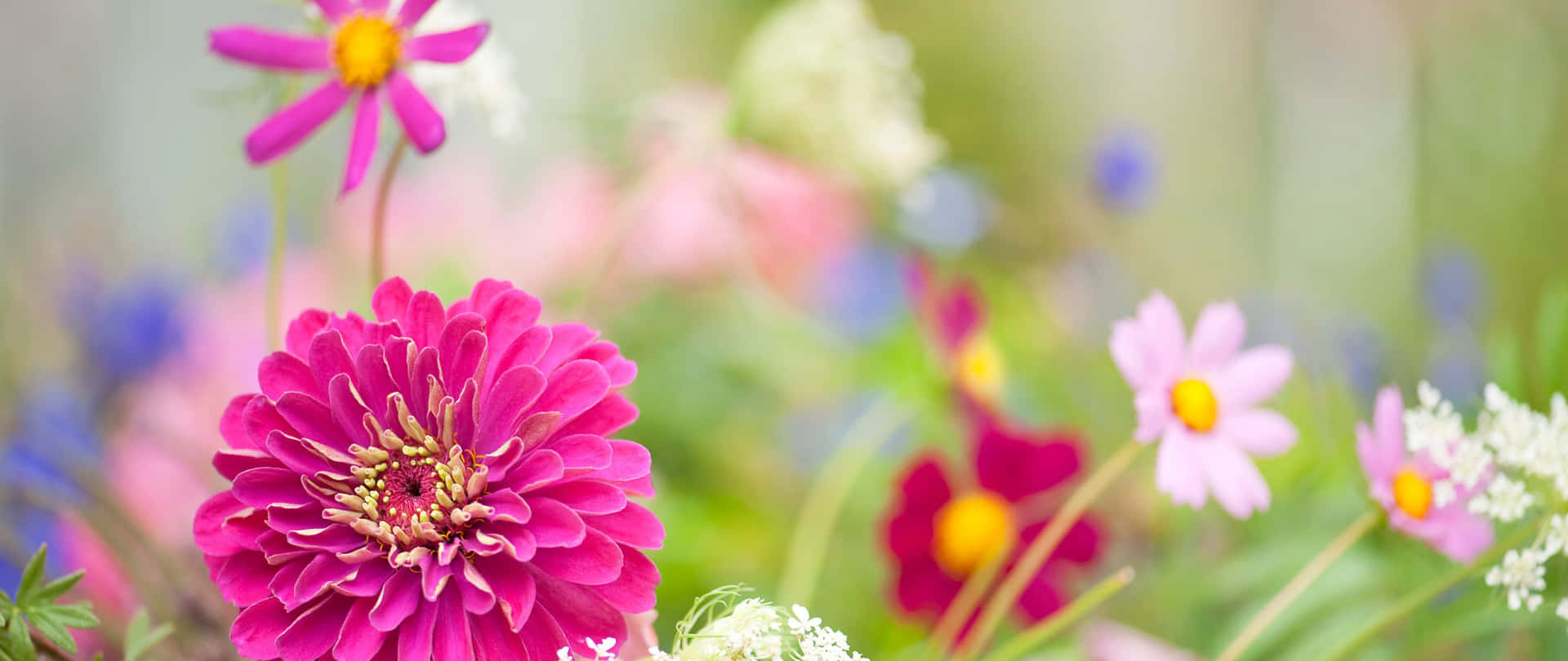 色彩繽紛的花園中，帶有黃色中心的鮮豔粉紅色百日菊花。 — 2560x1080 動態桌布 壁紙