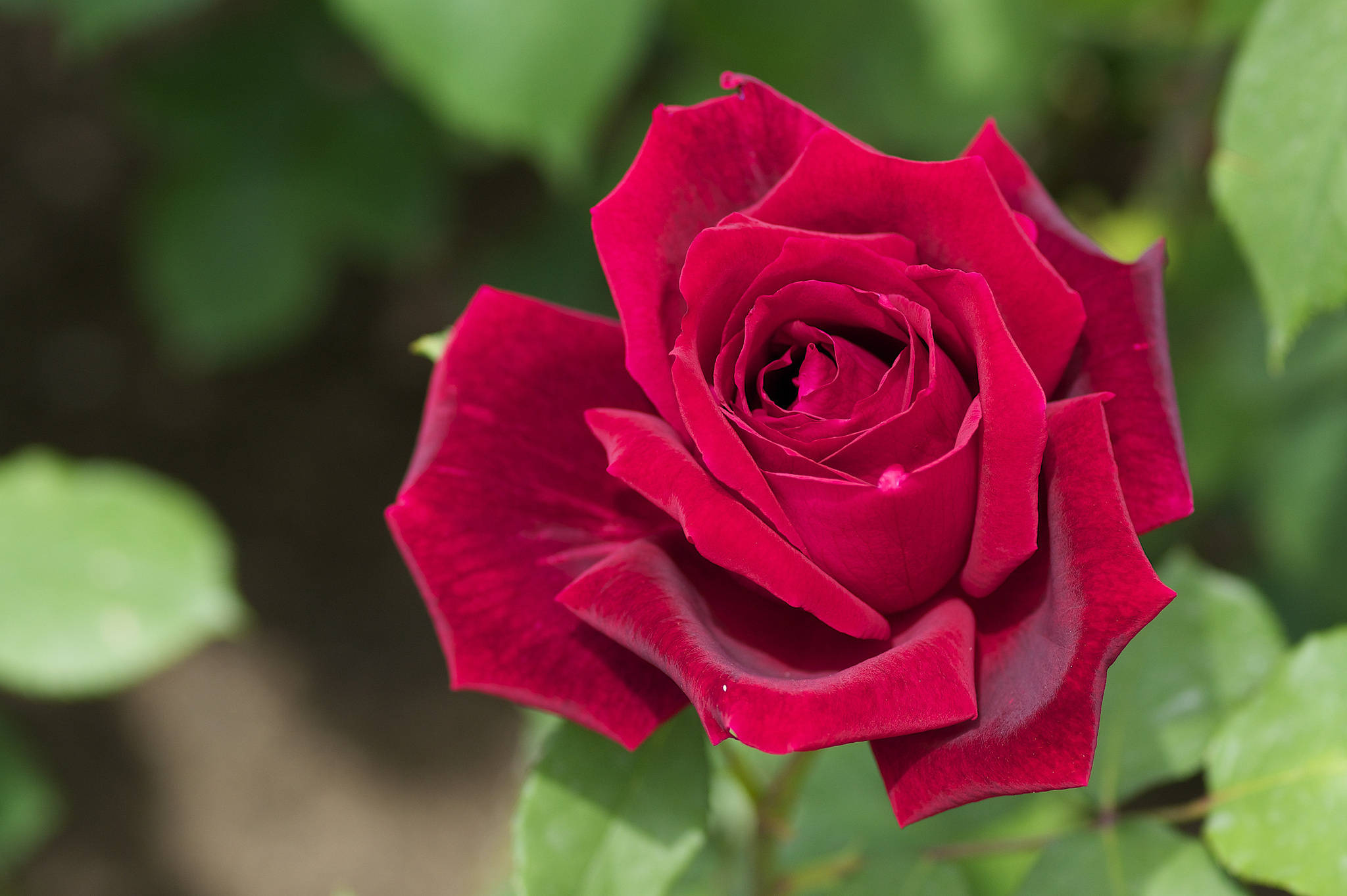 Rose Flower 桌布 壁紙 — 一朵鮮豔的深紅玫瑰在柔和焦點中綻放，襯托著茂密的綠葉，在明亮的日光下。