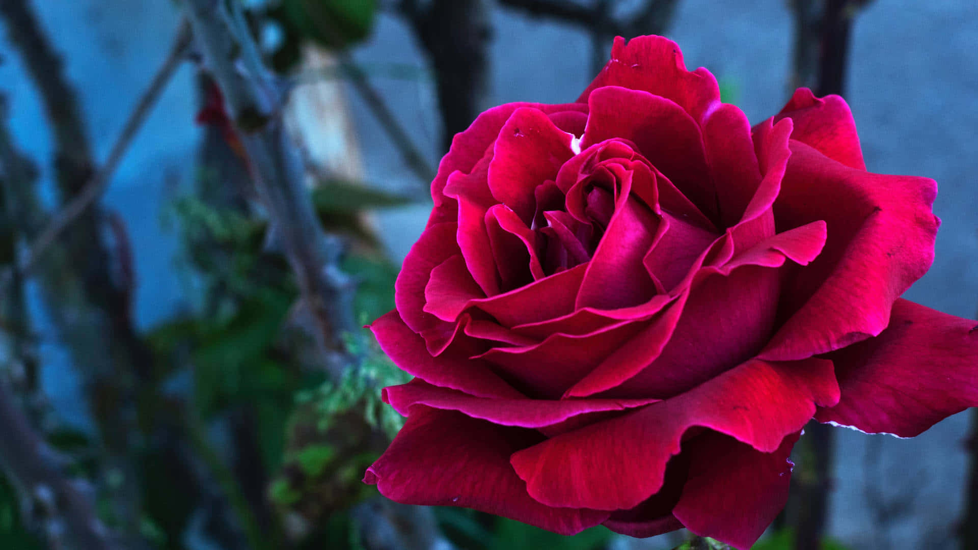 Cute Rose 桌布 壁紙 — 一朵鮮豔的深紅玫瑰在柔焦中綻放，背景是涼爽的藍色暮色花園。