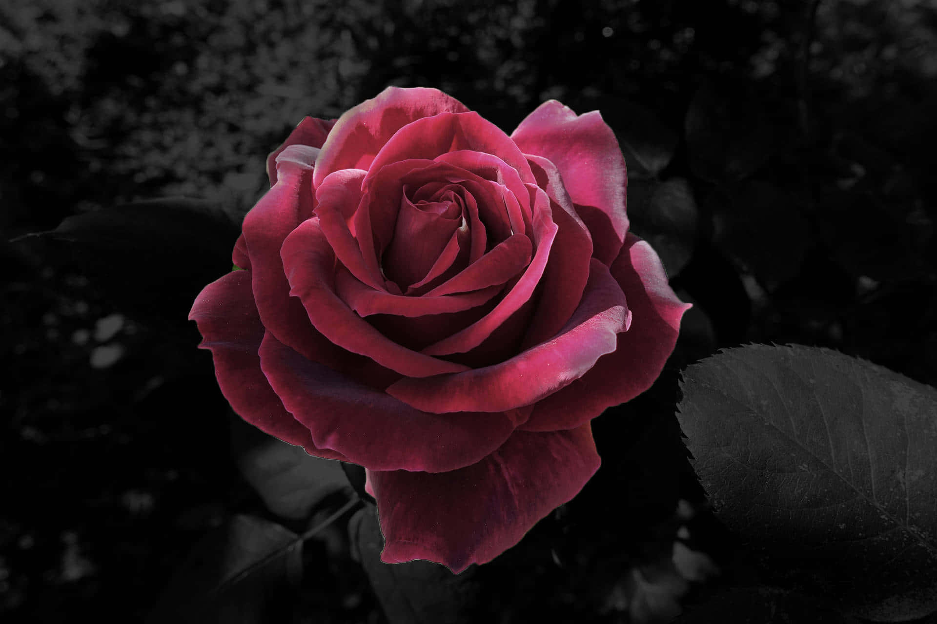 Aesthetic Rose 桌布 壁紙 — 一朵鮮豔的深紅色玫瑰在黑白模糊的花園背景下清晰綻放。