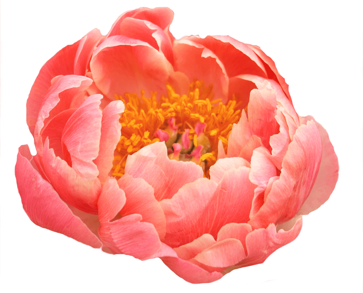 Peony 桌布 壁紙 — 一朵鮮豔的珊瑚色牡丹，層層花瓣與金色雄蕊，在純黑背景下綻放。