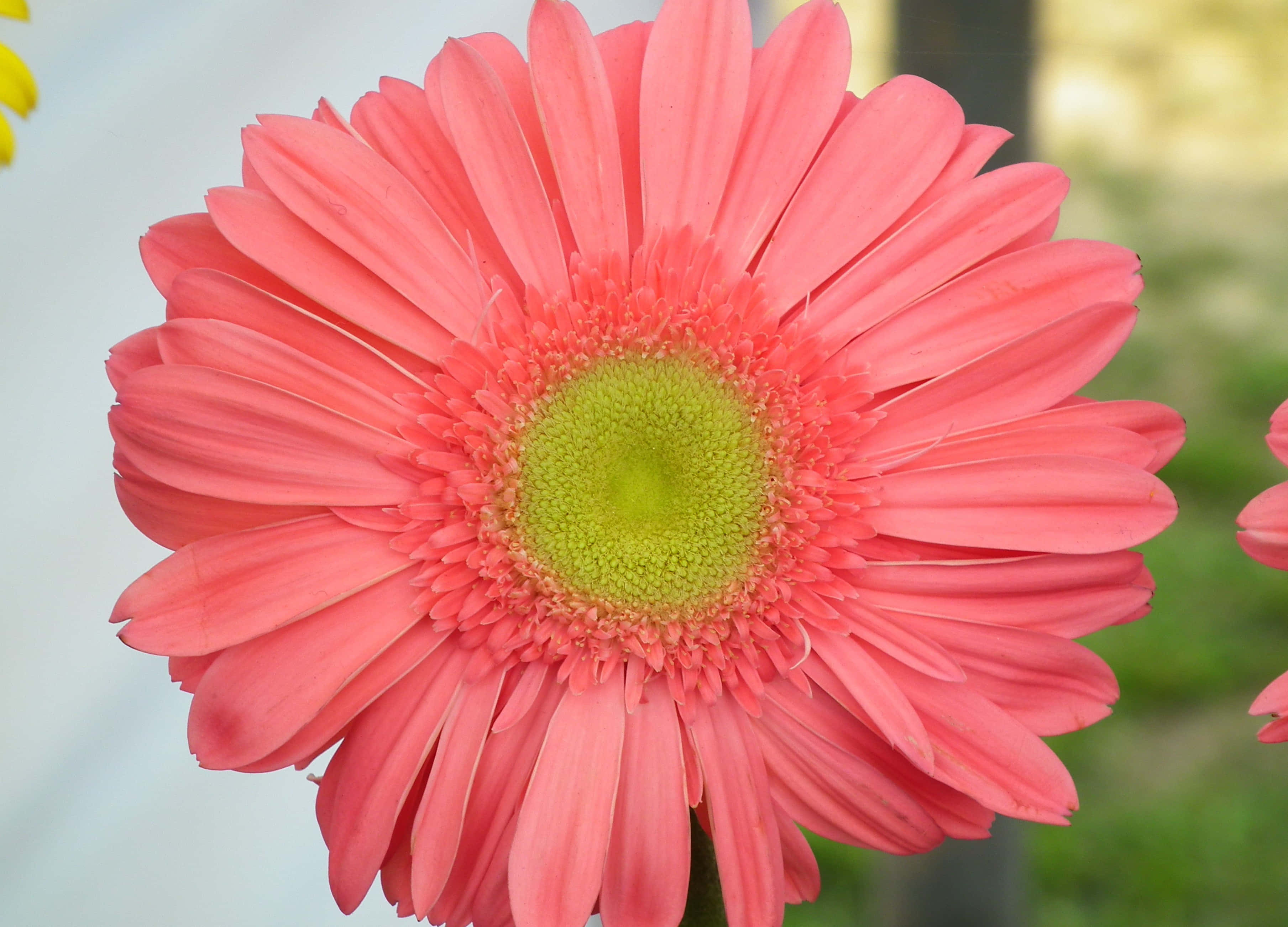 Colorful Daisies 桌布 壁紙 — 一朵鮮豔的珊瑚色非洲菊雛菊，帶有明亮的綠色中心，在柔和自然光線下，以模糊的花園背景為襯托綻放。