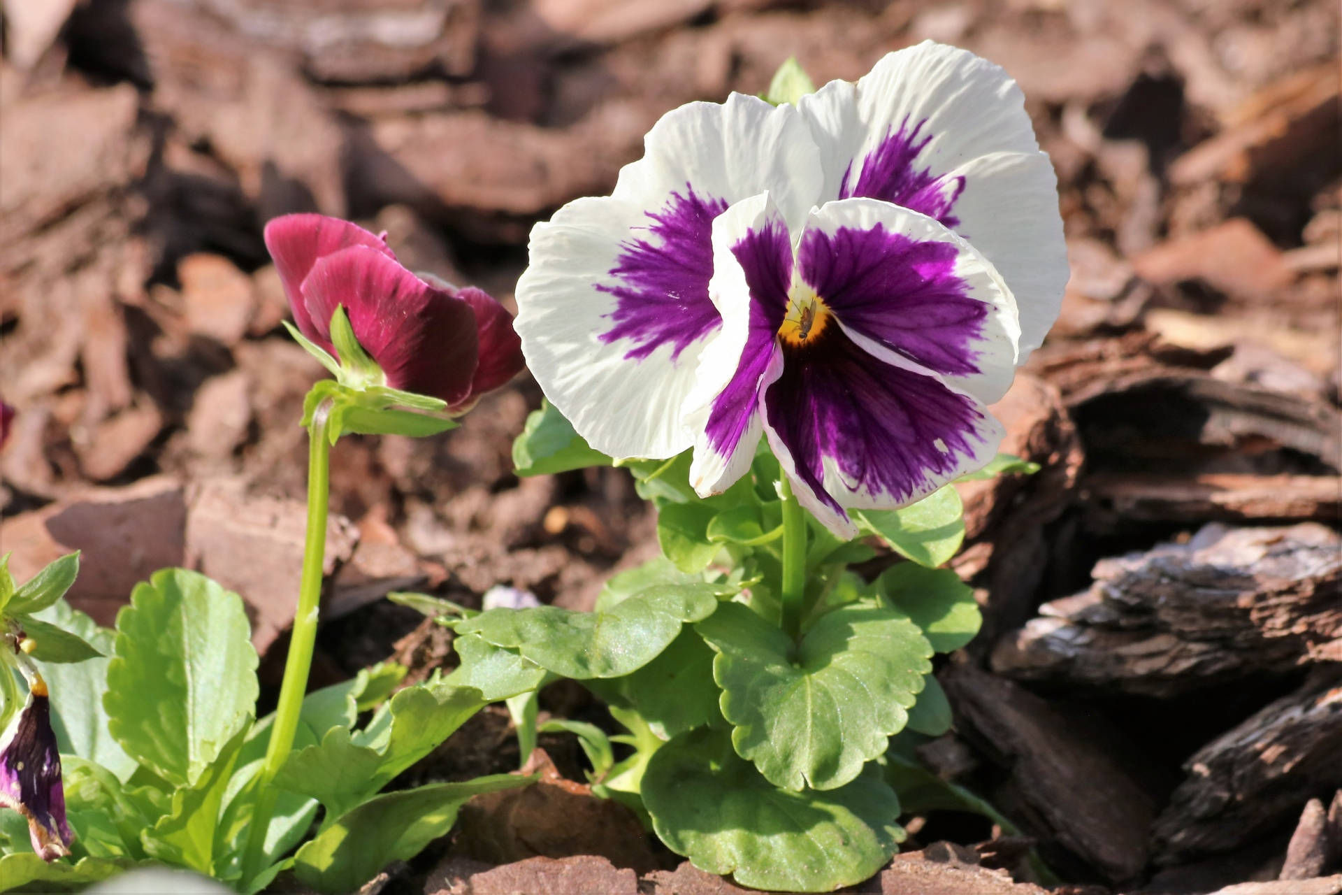 Pansy 桌布 壁紙 — 一朵鮮豔的白色和紫色三色堇在綠葉和棕色木屑之間，在明亮的陽光下盛開。