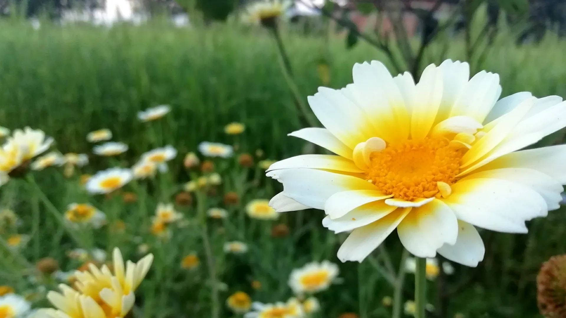 花朵美學動態圖 桌布 壁紙 — 一朵鮮豔的白色和黃色雛菊在柔和的綠色草地背景下清晰綻放。