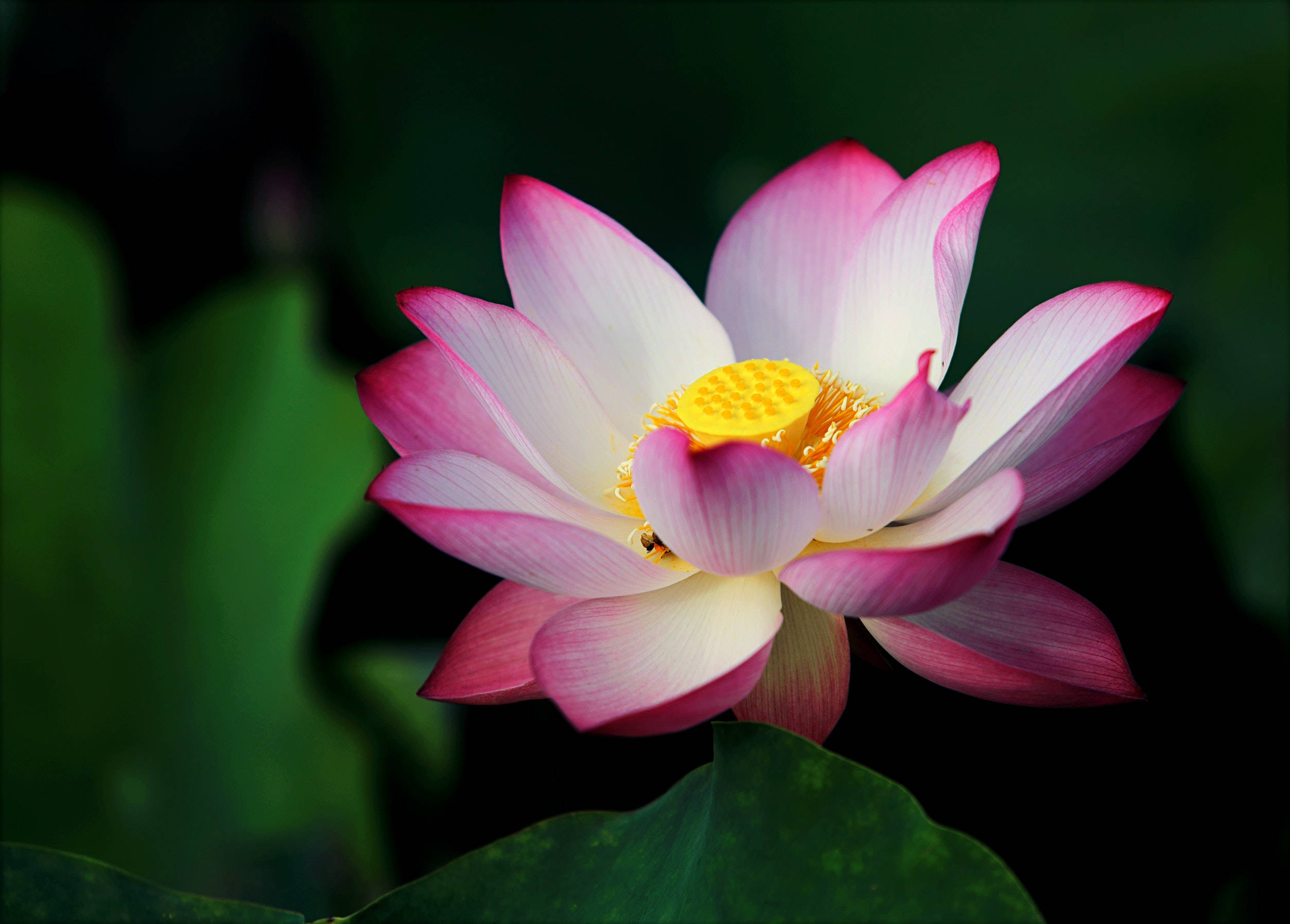 lotus 桌布 壁紙 — 一朵鮮豔的粉白相間、帶有黃色花心的蓮花，在深綠色葉子的背景下盛開。