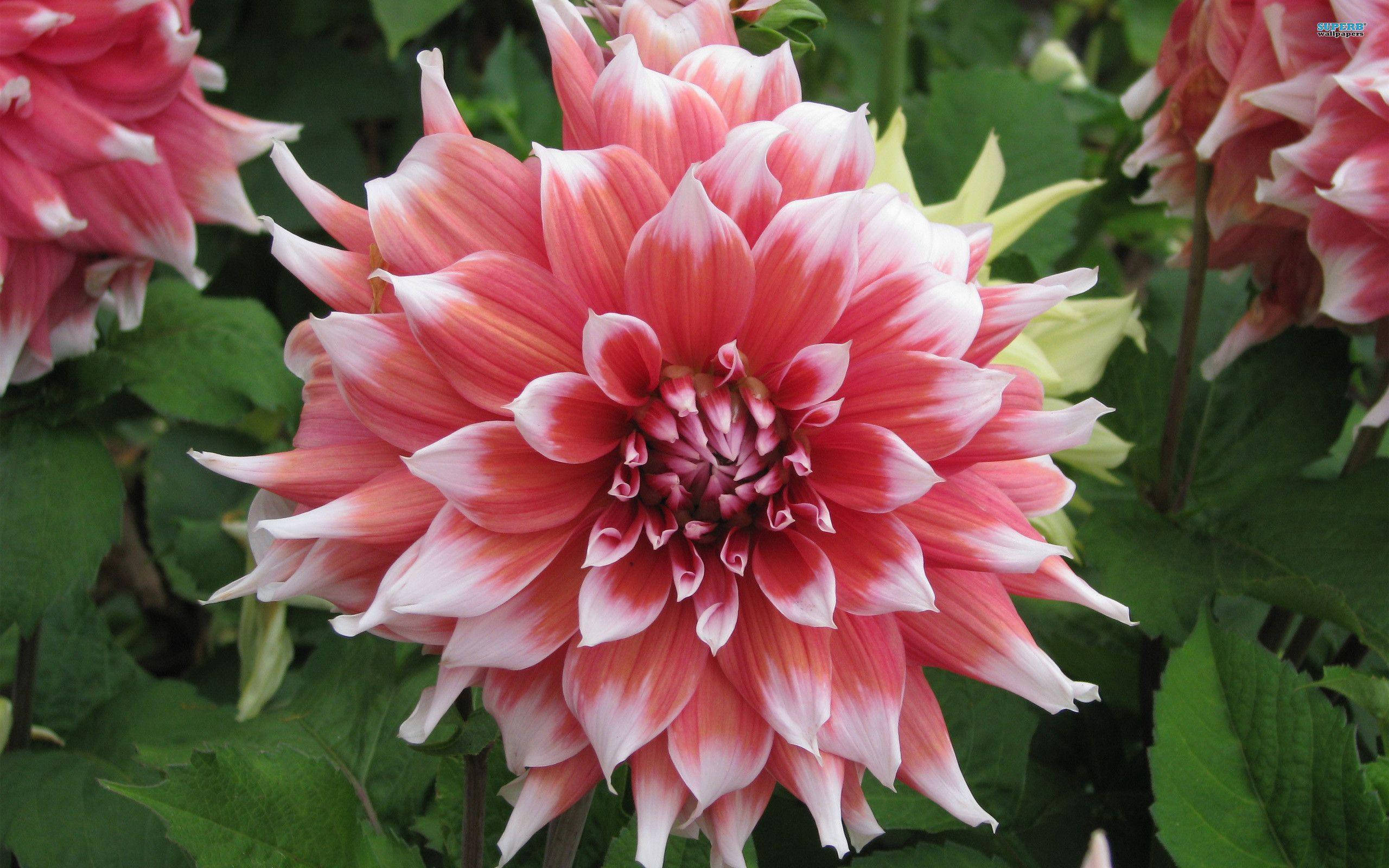 Dahlia 桌布 壁紙 — 一朵鮮豔的粉白相間大麗花在柔和日光下，以層層疊疊的花瓣在茂密綠葉中盛開。