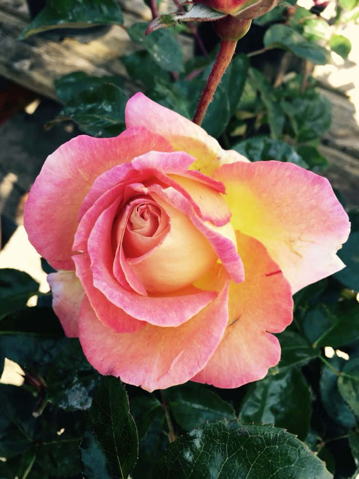 Rose Flower 桌布 壁紙 — 一朵鮮豔的粉紅和黃色玫瑰在柔和陽光下盛開，背景是茂密的綠葉。