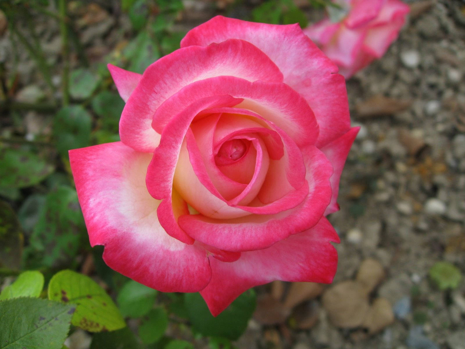 Rose Flower 桌布 壁紙 — 一朵鮮豔的粉紅玫瑰，帶有漸層花瓣，在柔焦的花園背景下綻放，背景有綠葉和礫石。