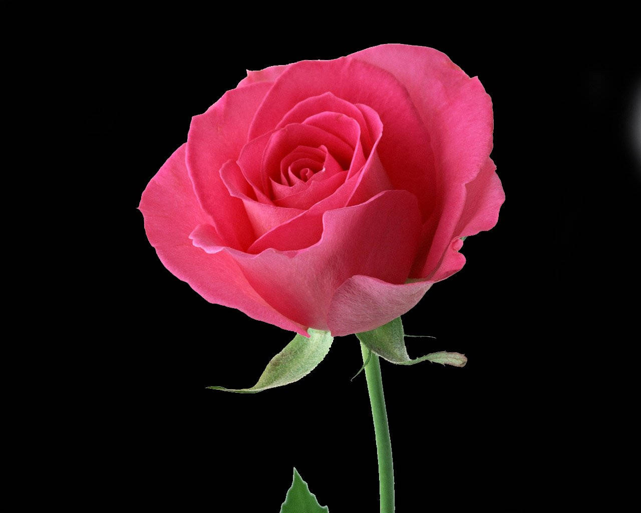 Rose Flower 桌布 壁紙 — 一朵鮮豔的粉紅玫瑰，帶有精緻層層疊疊的花瓣，在純黑背景前優雅地挺立。