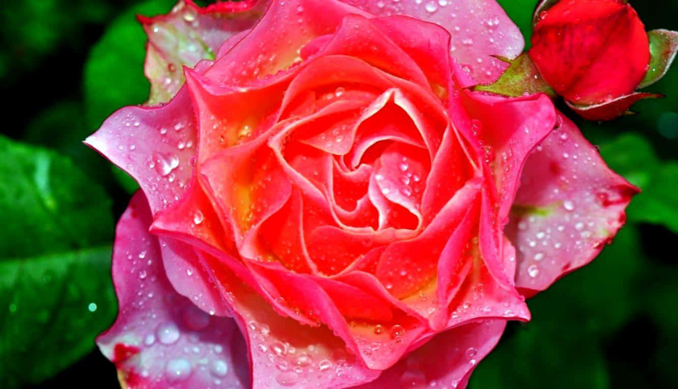 Rose Art 桌布 壁紙 — 一朵鮮豔的粉紅玫瑰，帶有露珠，在翠綠葉子的襯托下閃閃發光，特寫鏡頭。