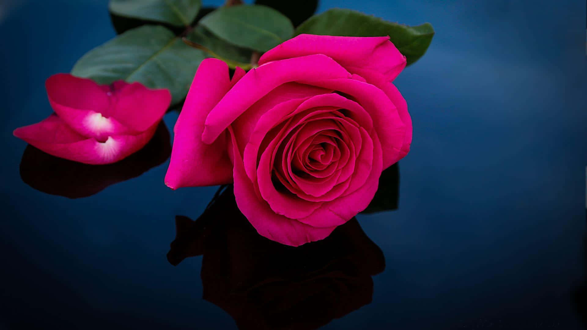 Pink Rose 桌布 壁紙 — 一朵鮮豔的粉紅玫瑰和一片落下的花瓣，停留在有清晰倒影的光滑深藍色表面上。