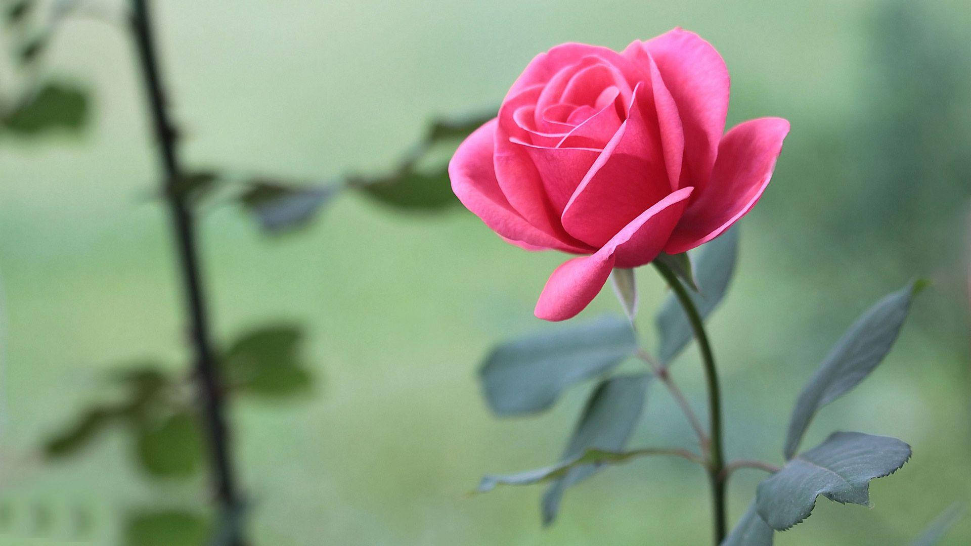 beautiful rose HD 桌布 壁紙 — 一朵鮮豔的粉紅玫瑰在柔和模糊的綠色花園背景下嬌嫩綻放。