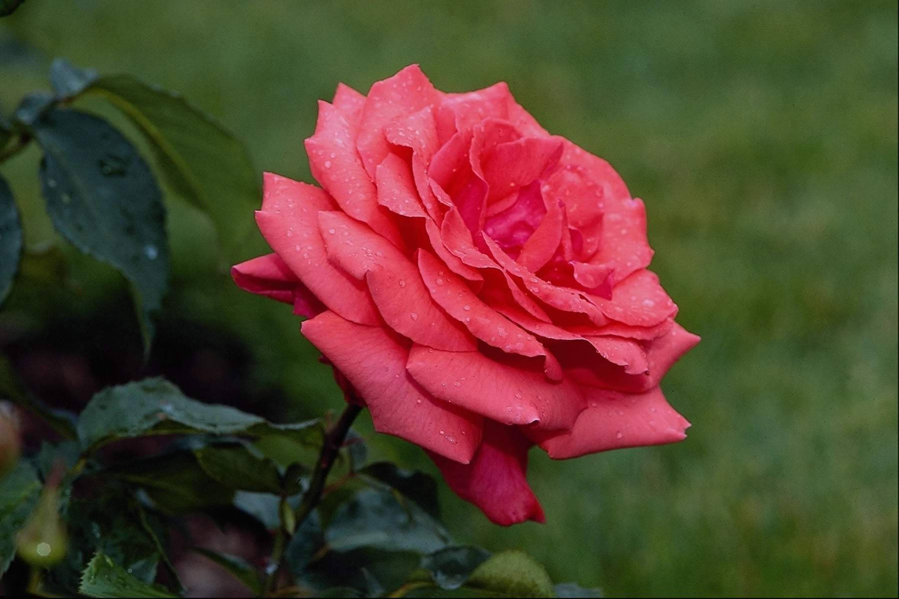 玫瑰花 桌布 壁紙 — 一朵鮮豔的粉紅玫瑰在柔和的綠色模糊花園背景下閃爍著露珠。