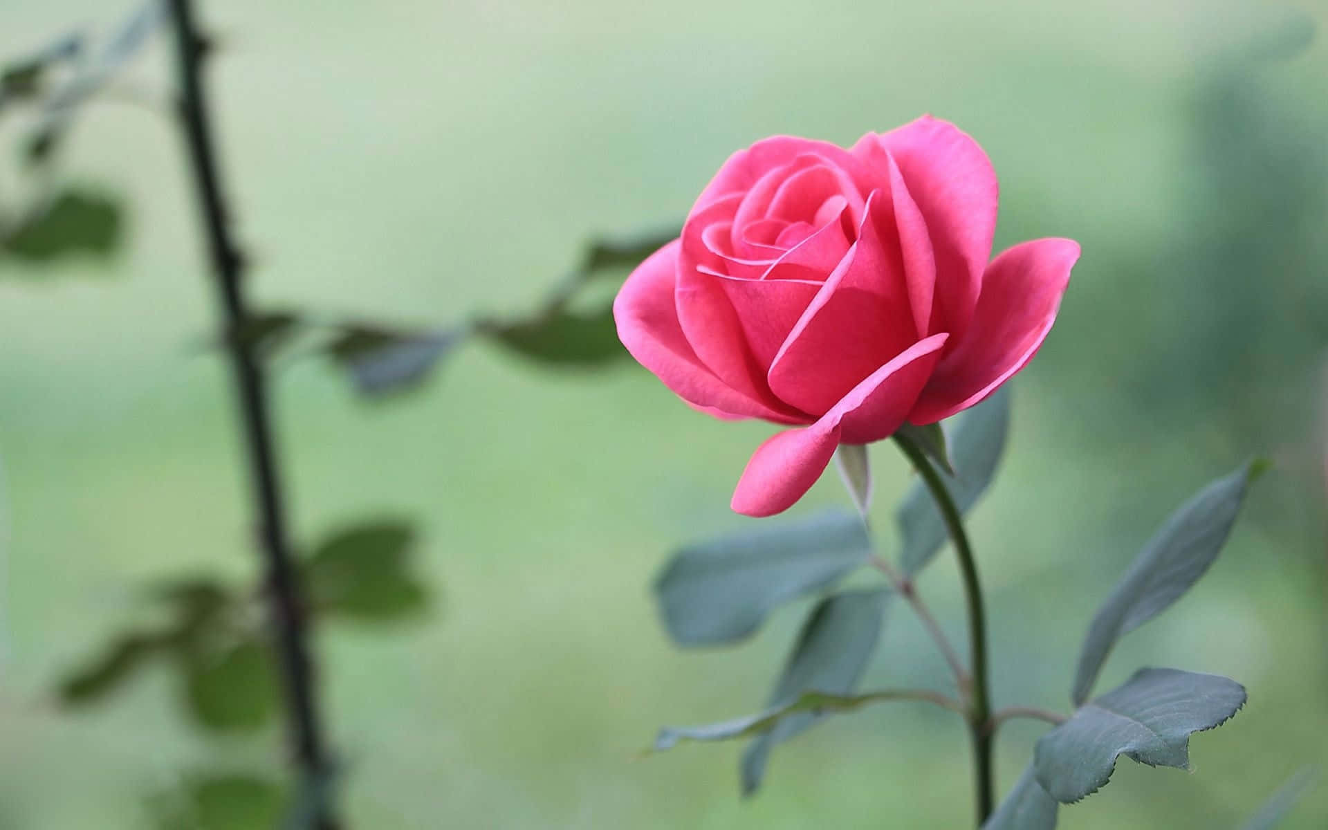 Pink Rose 桌布 壁紙 — 一朵鮮豔的粉紅玫瑰在柔和的綠色模糊花園背景下嬌嫩地綻放。