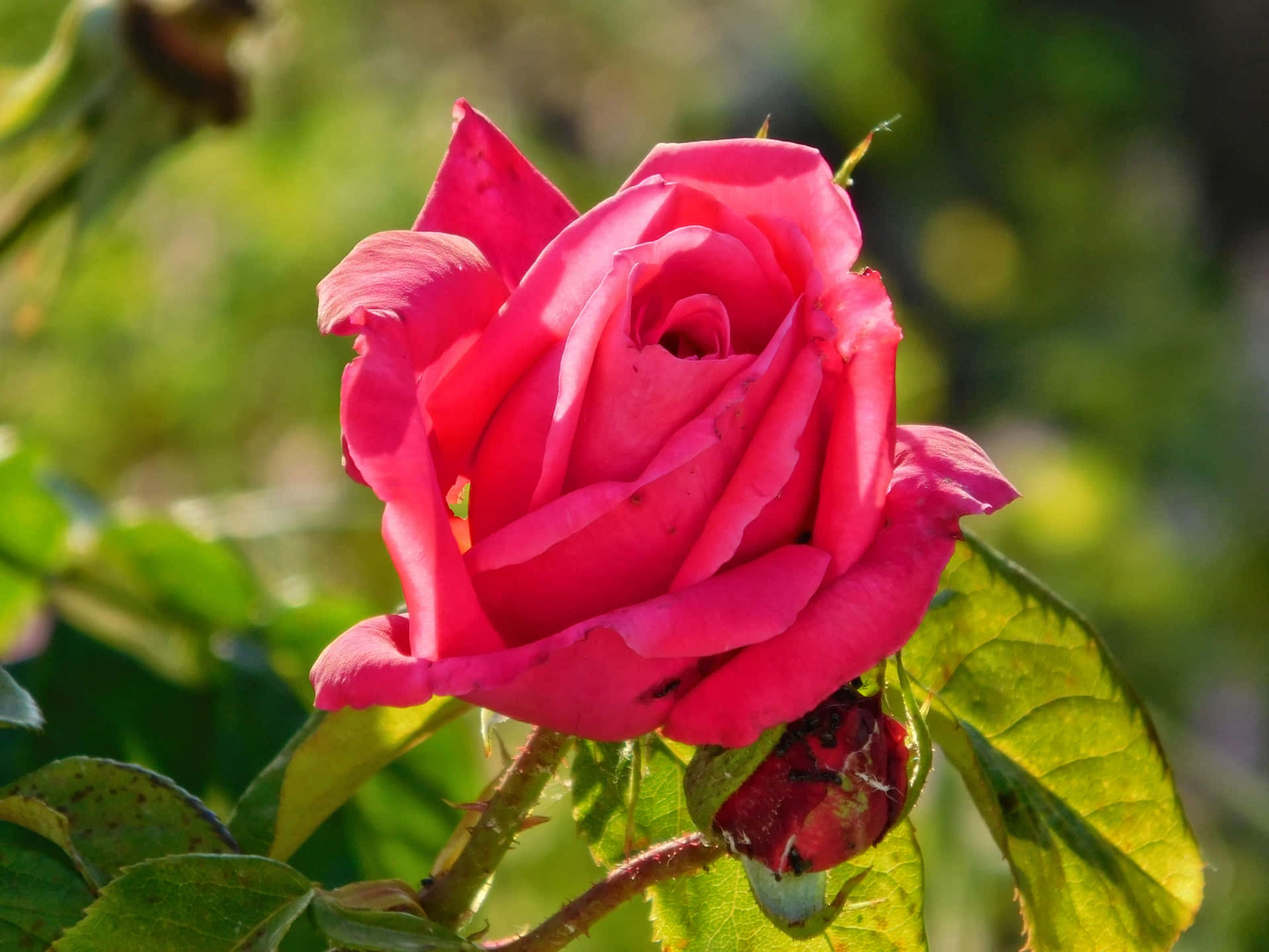 Flowers outdoors in the garden 壁紙 — 一朵鮮豔的粉紅玫瑰在柔和陽光下盛開，伴隨著茂盛的綠葉和模糊的花園背景。