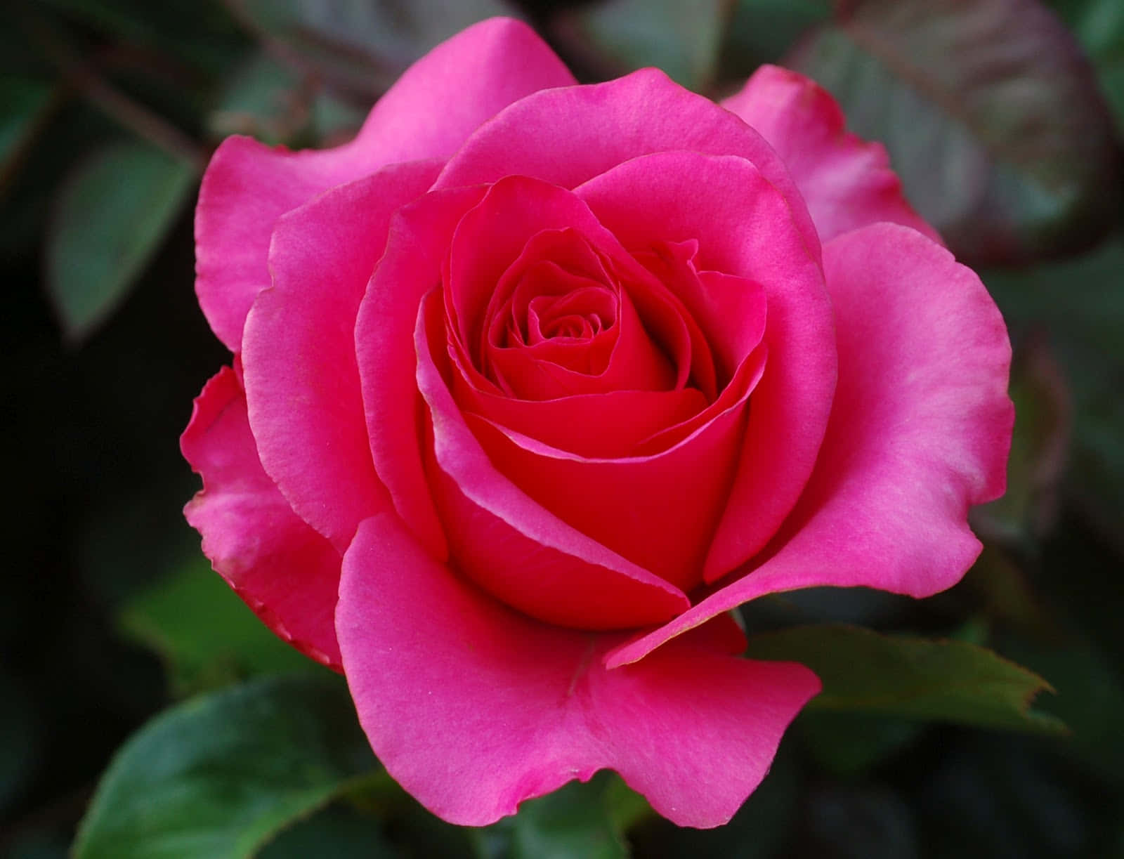 Beautiful Rose 桌布 壁紙 — 一朵鮮豔的粉紅玫瑰在柔焦中盛開，背景是茂盛的綠葉。