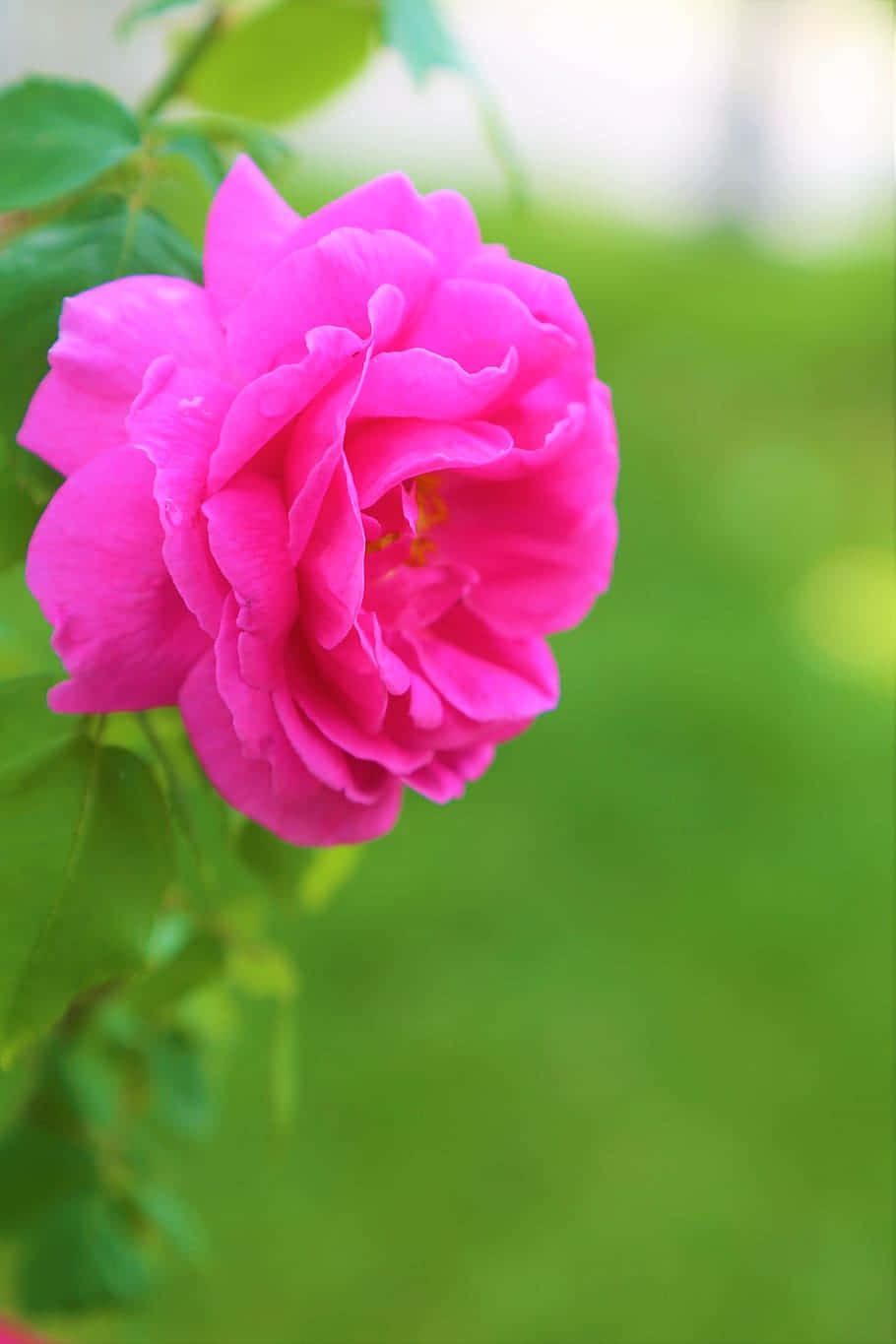 Nature Flower 桌布 壁紙 — 一朵鮮豔的粉紅玫瑰在柔焦中綻放，背景是鬱鬱蔥蔥的綠色花園。