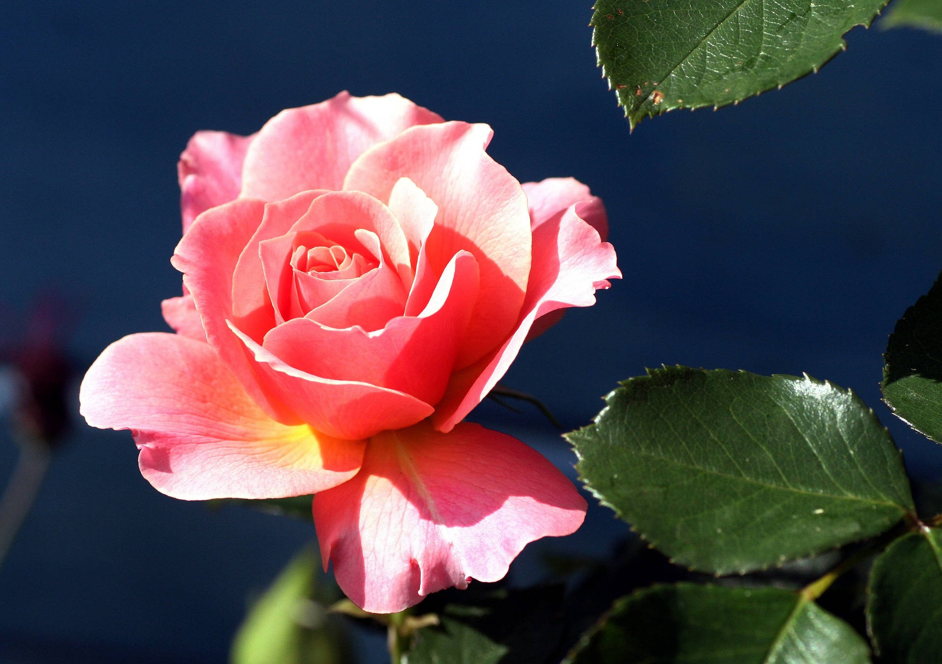 beautiful rose HD 桌布 壁紙 — 一朵鮮豔的粉紅玫瑰在深藍色的天空下盛開，茂密的綠葉捕捉著陽光。