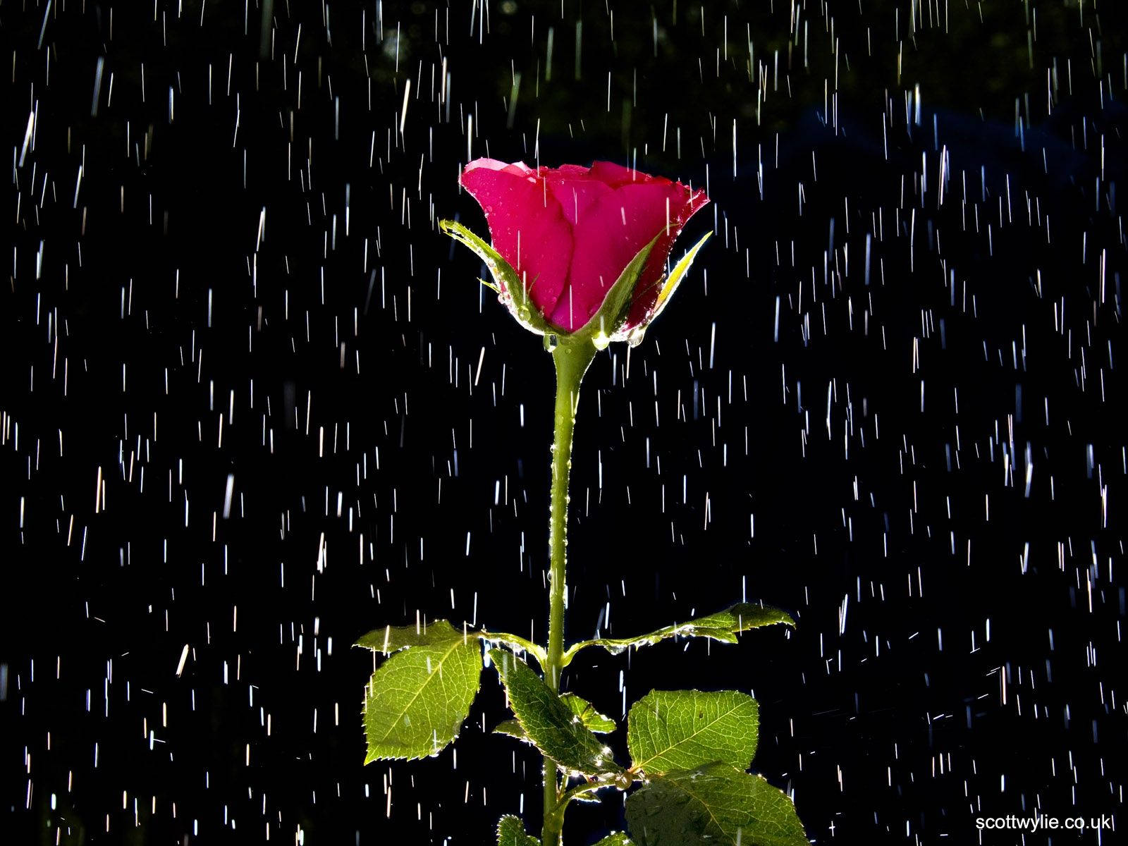 下雨 桌布 壁紙 — 一朵鮮豔的粉紅玫瑰在漆黑的背景下堅韌地挺立，雨滴在它周圍傾瀉而下。