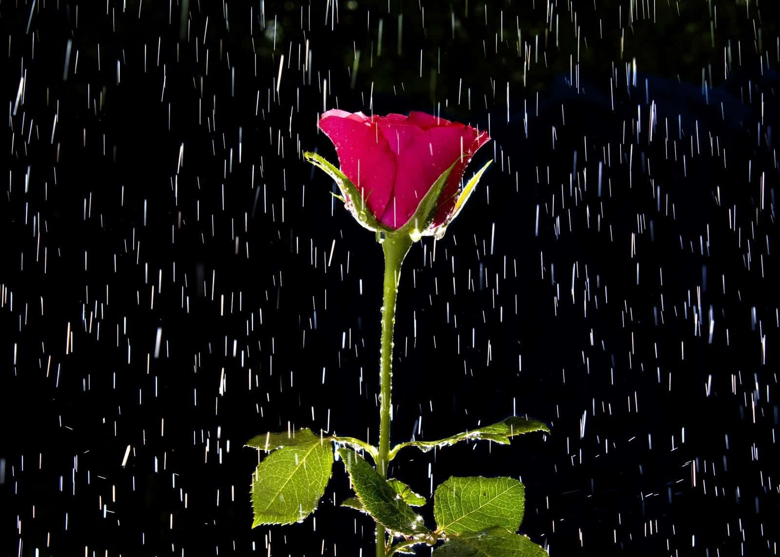 Rose In Rain 桌布 壁紙 — 一朵鮮豔的粉紅玫瑰在純黑背景下堅韌挺立，雨滴在它周圍傾瀉而下。