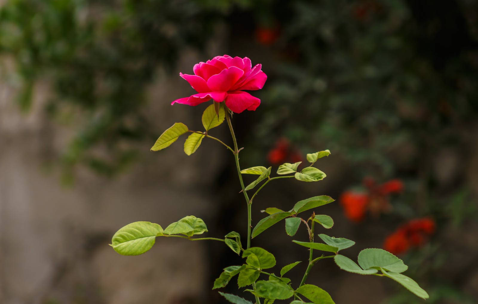 Rose Flower 桌布 壁紙 — 一朵鮮豔的粉紅玫瑰在纖細的莖上優雅綻放，背景是柔和模糊的花園。