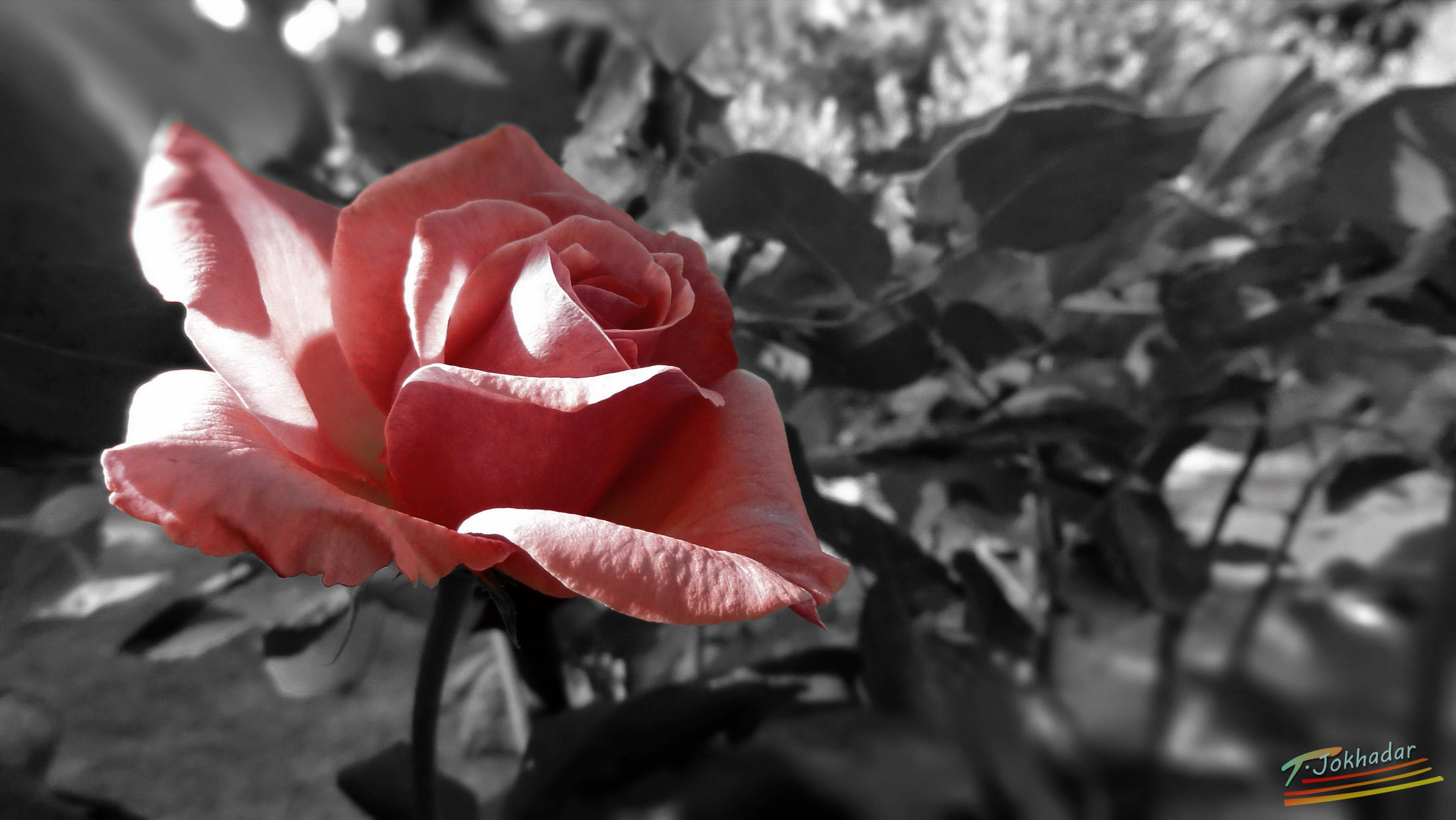 love rose HD 桌布 壁紙 — 一朵鮮豔的粉紅玫瑰在飽和度降低的黑白花園背景下清晰對焦綻放。