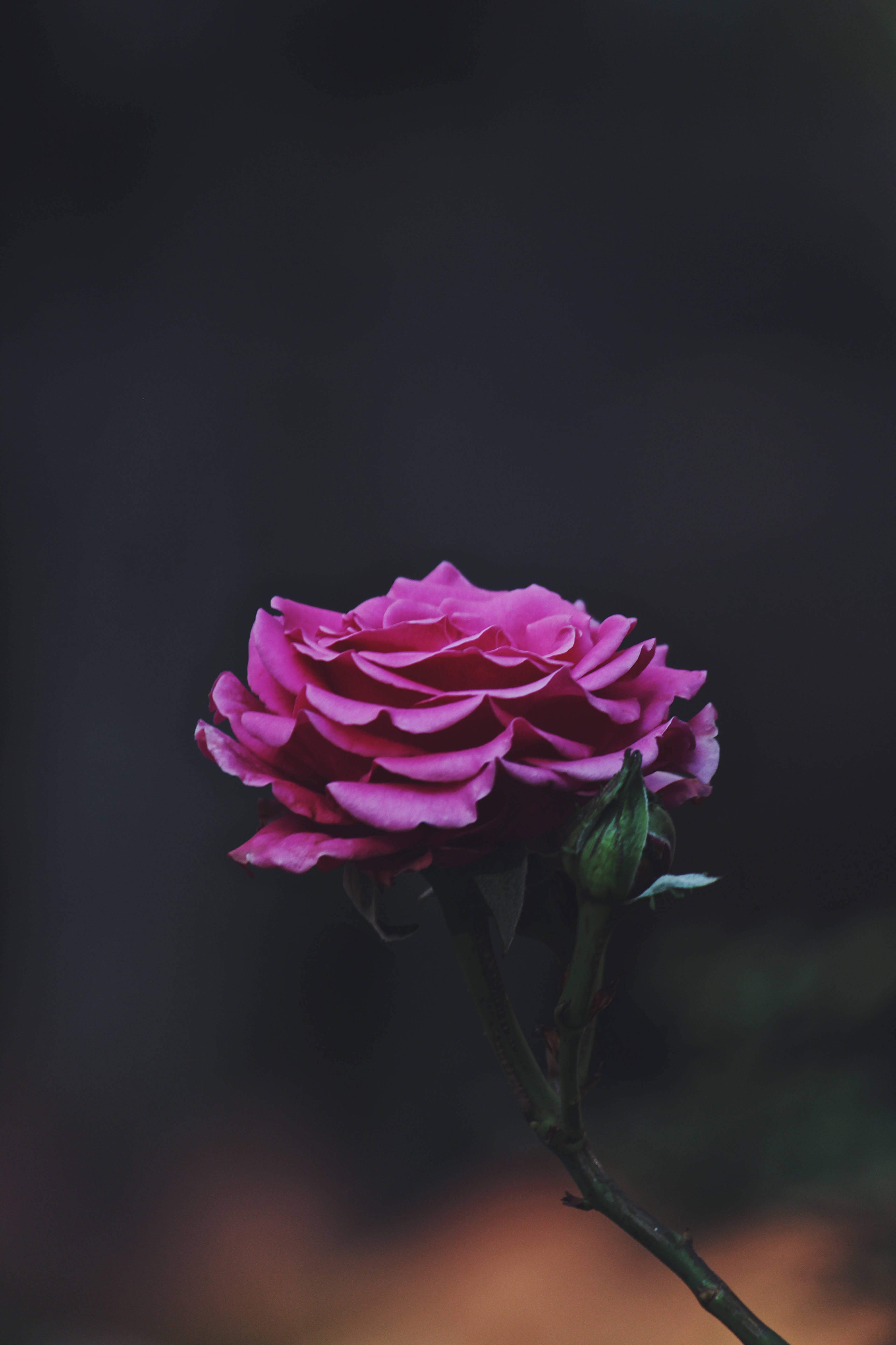 flower android 桌布 壁紙 — 一朵鮮豔的粉紅玫瑰在黑暗模糊的背景中綻放，下方有帶花蕾的莖。