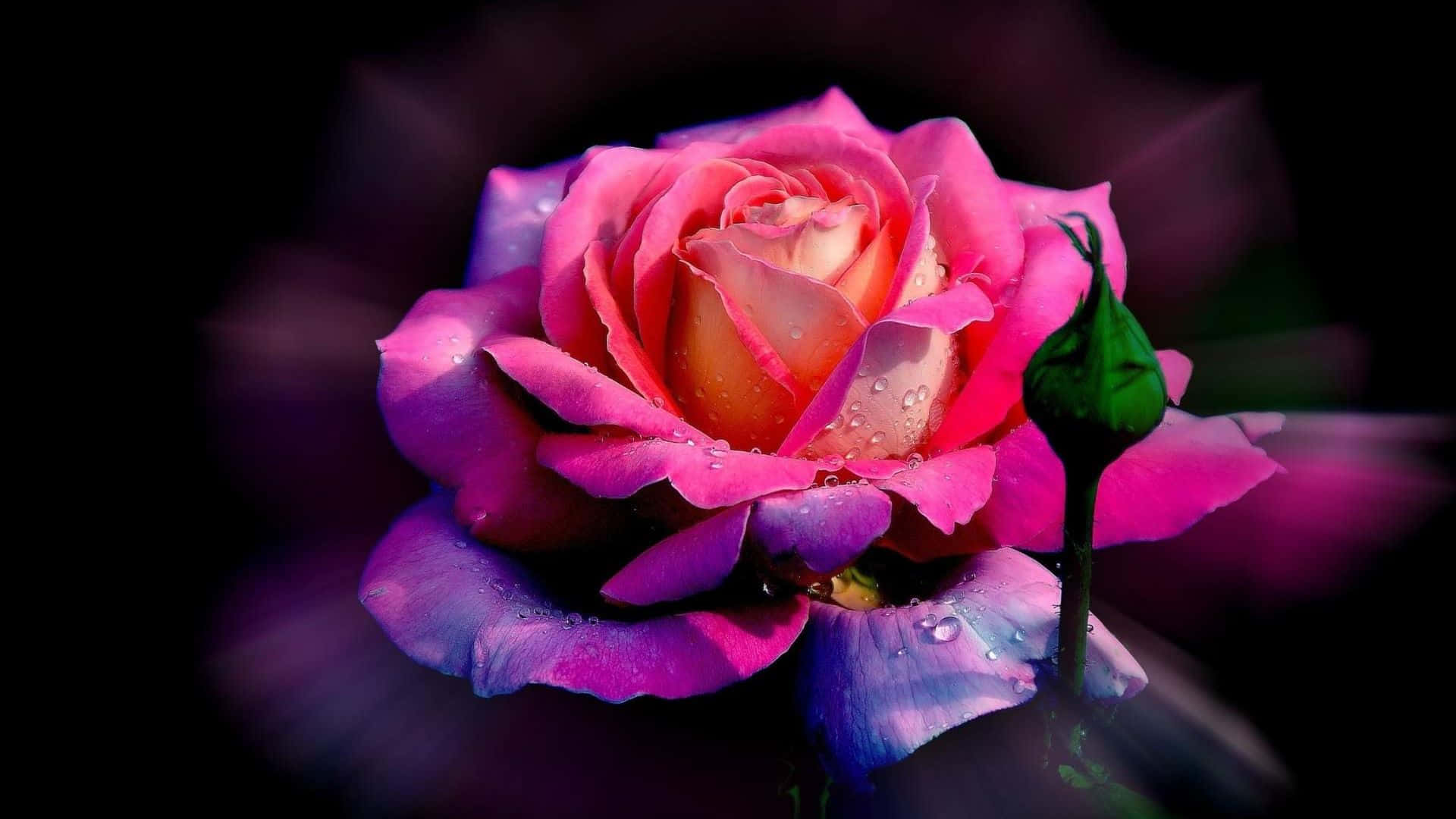 Beautiful Roses 桌布 壁紙 — 一朵鮮豔的粉紅玫瑰帶著露珠，在黑暗模糊的背景中閃耀，旁邊有一個綠色花蕾。