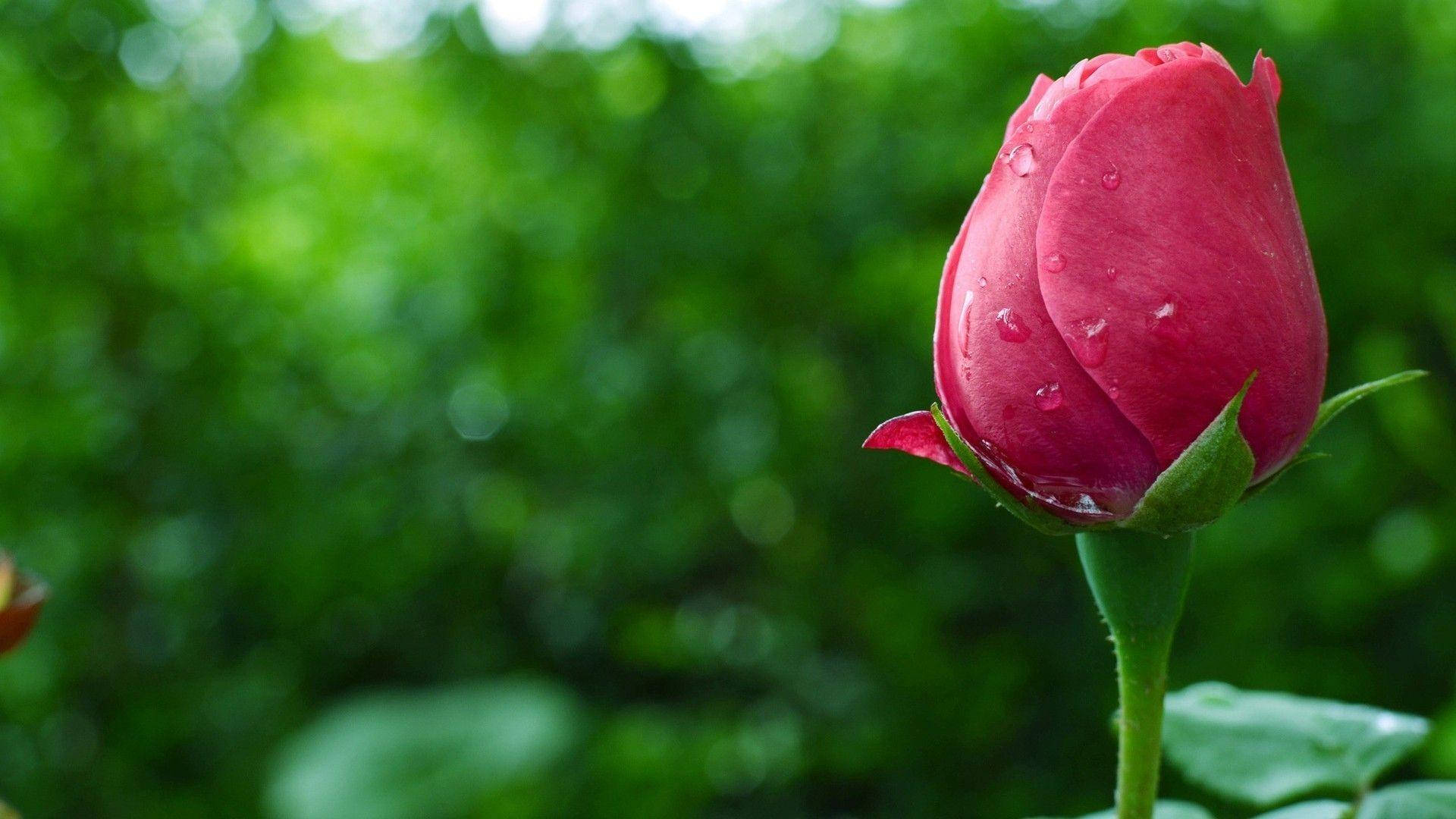 beautiful rose HD 桌布 壁紙 — 一朵鮮豔的粉紅玫瑰花蕾在柔和的綠色模糊花園背景下閃爍著露珠。