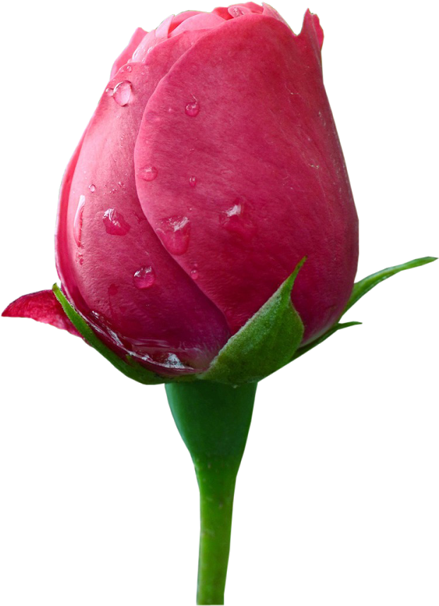 Images For Photoshop HD 桌布 壁紙 — 一朵鮮豔的粉紅玫瑰花蕾在純黑背景下閃爍著露珠。