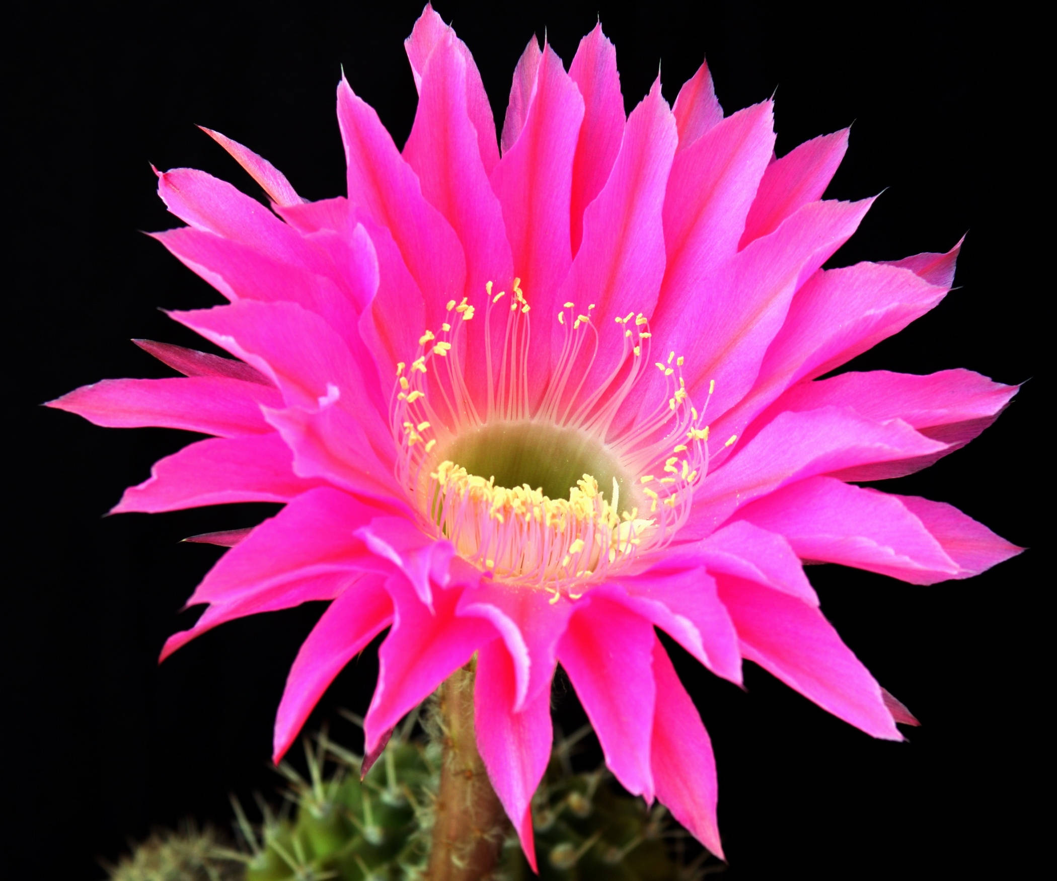 Cactus 桌布 壁紙 — 一朵鮮豔的粉紅色仙人掌花在純黑色背景下燦爛綻放，露出中心精緻的黃色雄蕊。