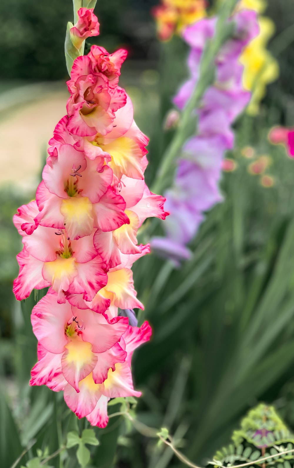 Gladiolus 桌布 壁紙 — 一朵鮮豔的粉紅色劍蘭，帶有黃色中心，在柔和的焦點中綻放，背景是茂密的綠色葉片和模糊的紫色花朵。