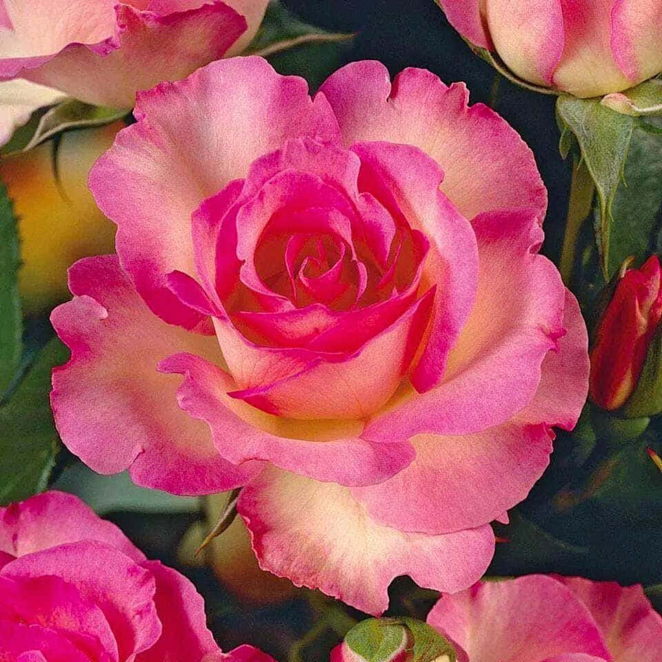 Hybrid Tea Roses 桌布 壁紙 — 一朵鮮豔的粉紅色和黃色玫瑰的特寫，帶有精緻的褶邊花瓣，周圍環繞著綠葉和花蕾。