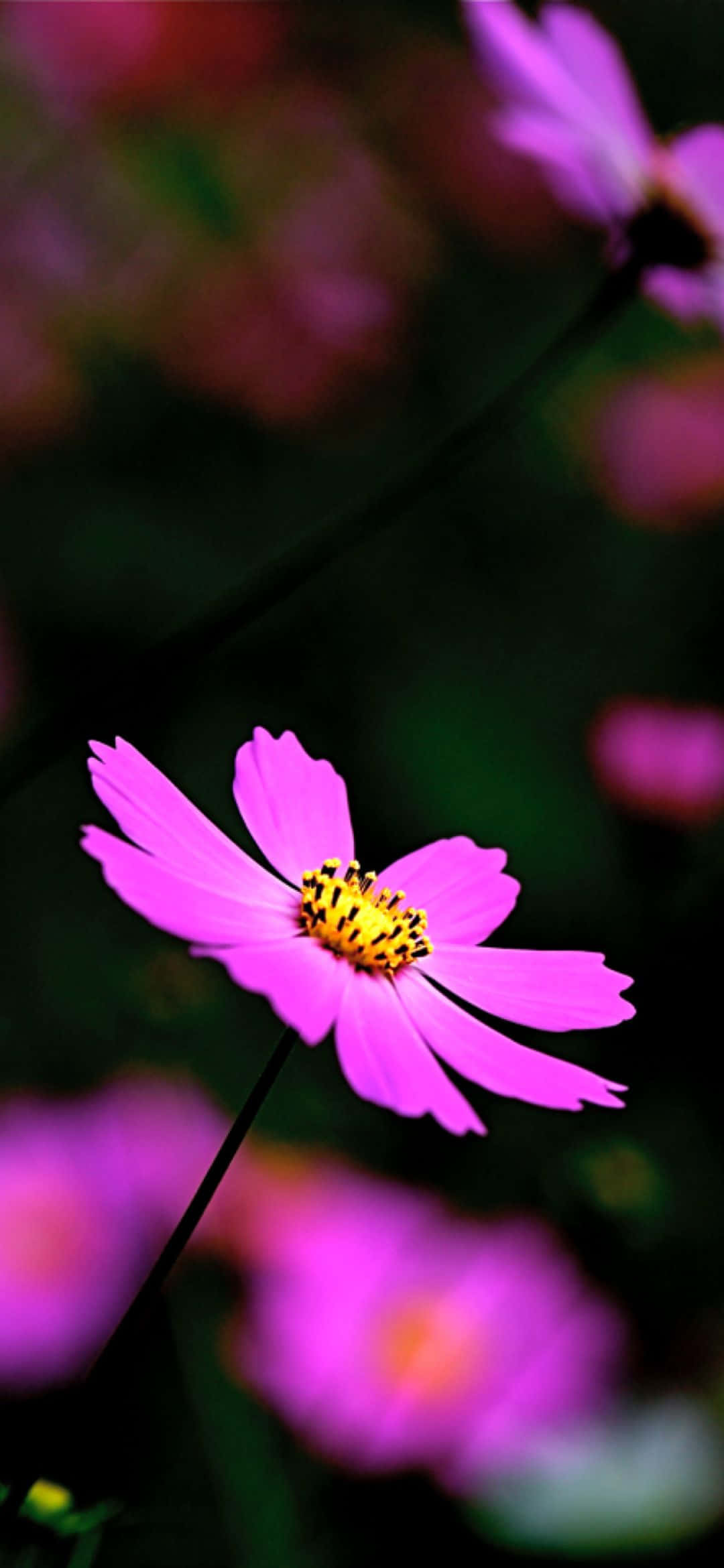 1080x2340 桌布 壁紙 — 一朵鮮豔的粉紅色大波斯菊，帶有黃色花心，在柔和模糊的花園背景下清晰對焦。