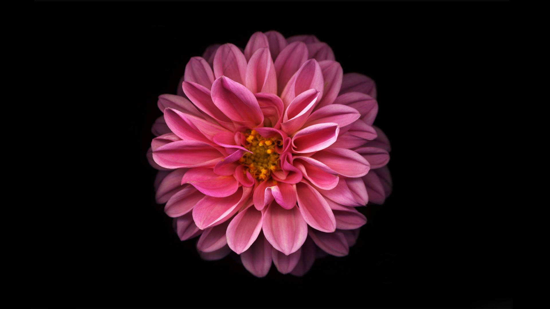 Dahlia 桌布 壁紙 — 一朵鮮豔的粉紅色大理花，花瓣層層疊疊，花心金黃，在純黑背景下盛開。