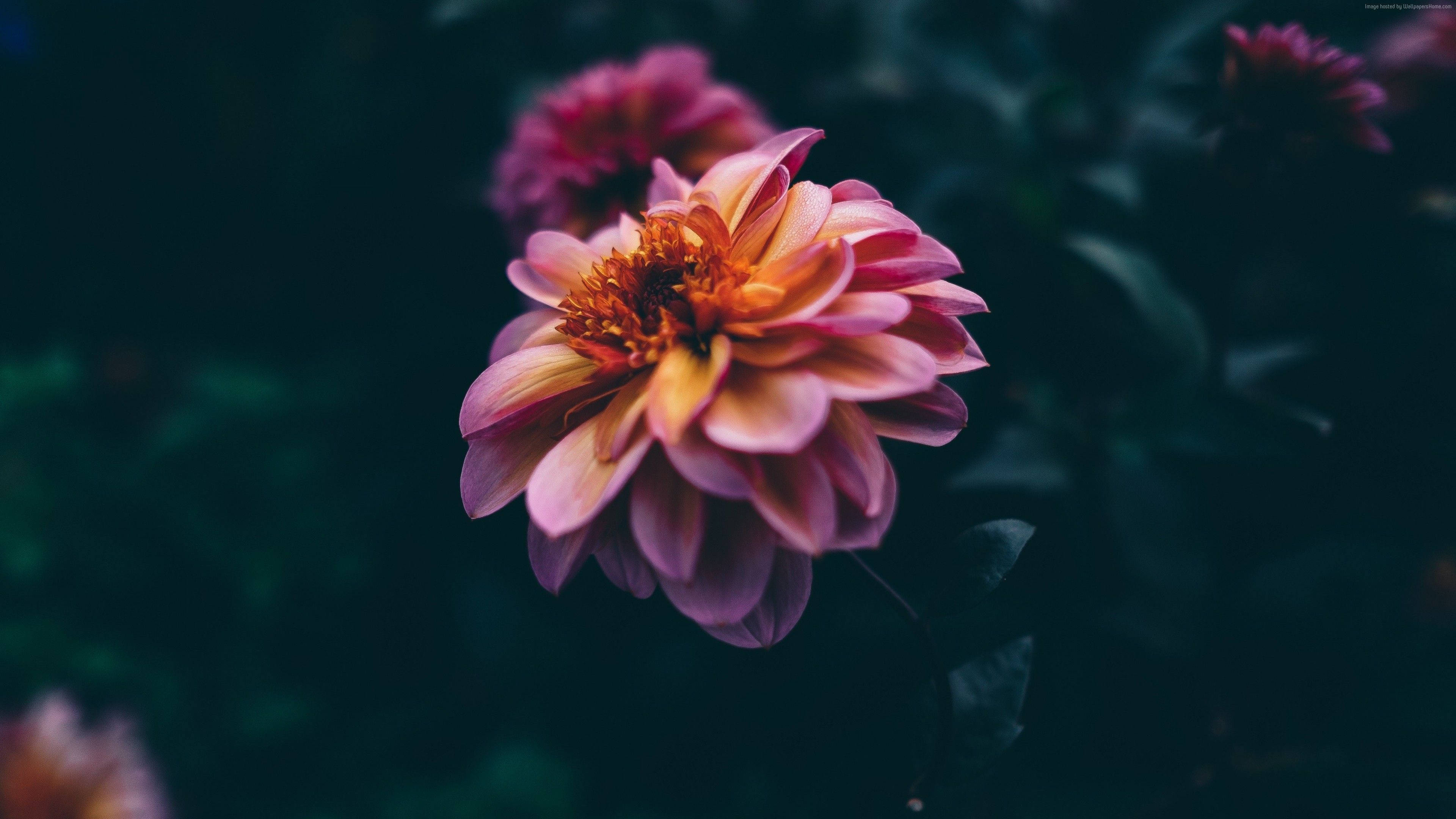 Purple Flower 桌布 壁紙 — 一朵鮮豔的粉紅色大麗花，帶有橙色中心，在黑暗模糊的花園背景下柔和綻放。