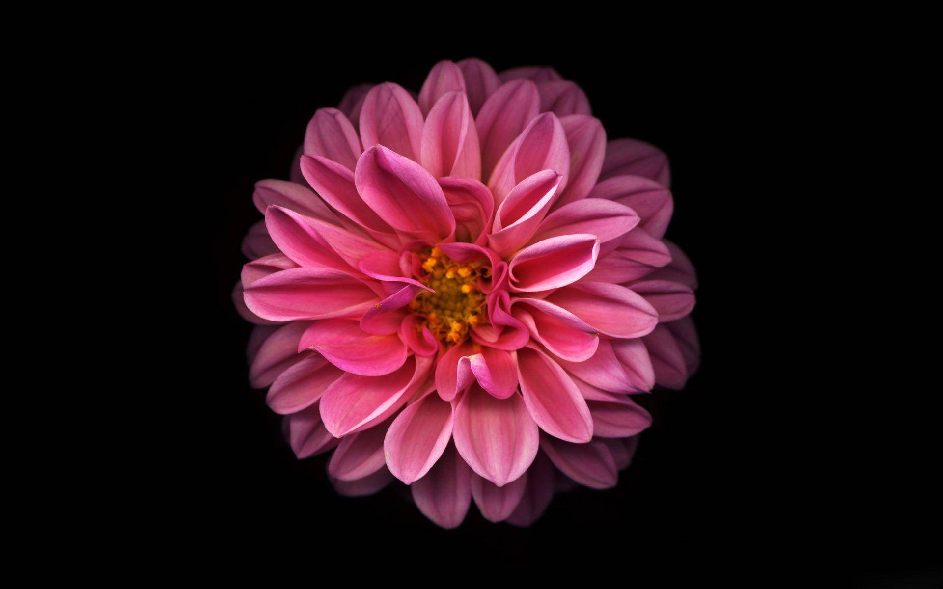 Dahlia 桌布 壁紙 — 一朵鮮豔的粉紅色大麗花，帶有金色花心，在純黑色背景上盛開，花瓣柔軟層疊並被照亮。