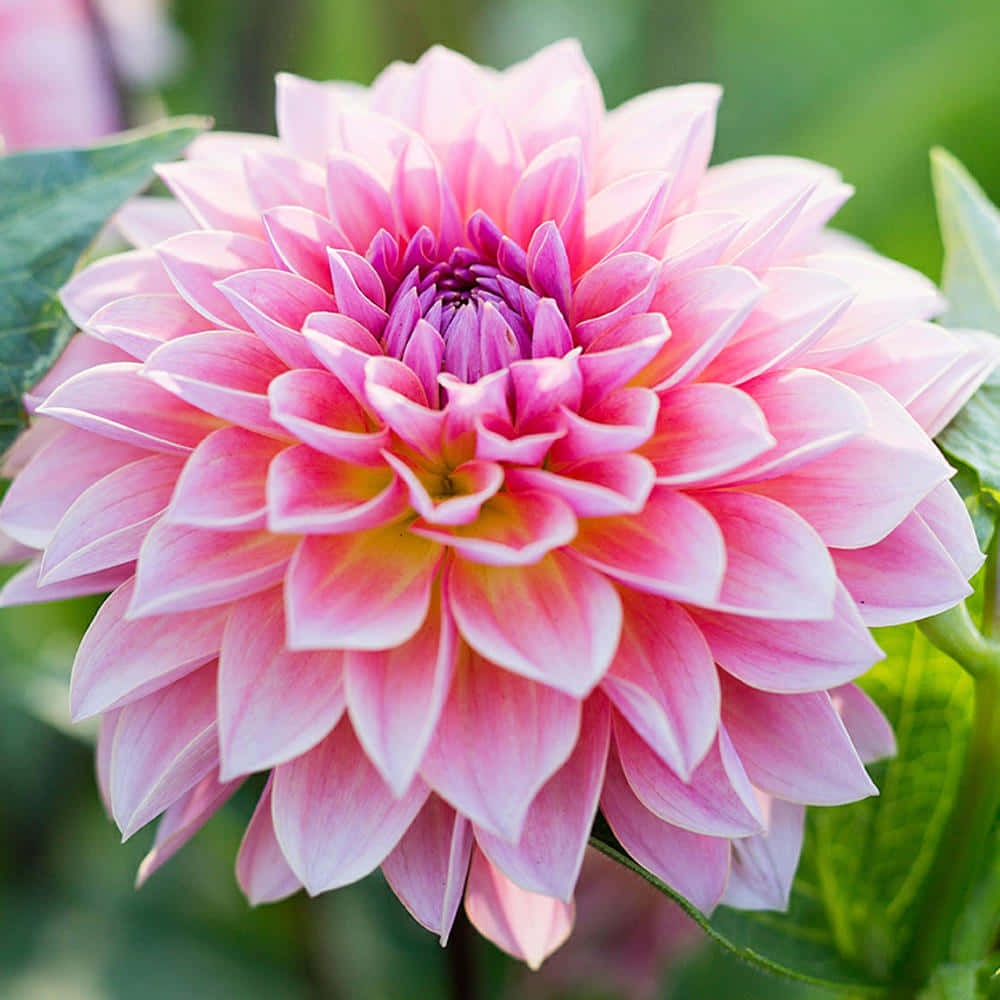 Dahlia 桌布 壁紙 — 一朵鮮豔的粉紅色大麗花，花瓣層層疊疊，黃色花心，在柔軟的綠色葉子襯托下盛開。