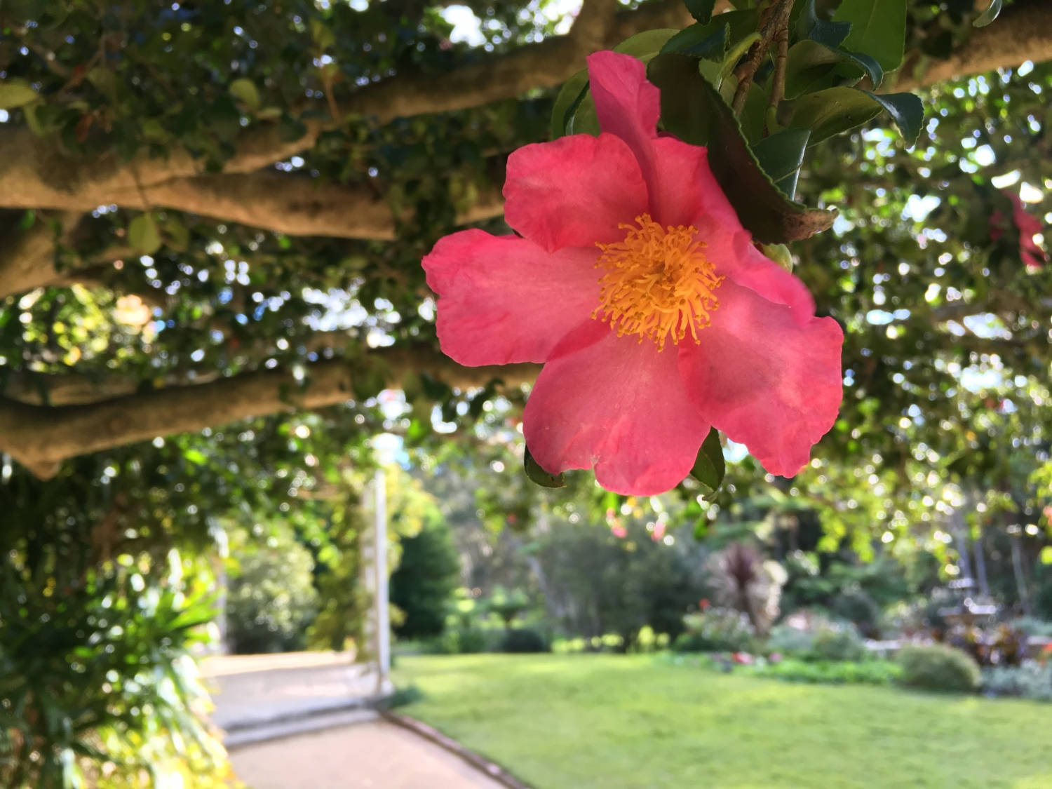 Camellia Sasanqua 桌布 壁紙 — 一朵鮮豔的粉紅色山茶花，帶有金色花心，優雅地從樹枝上垂掛下來，背景是陽光明媚的花園。