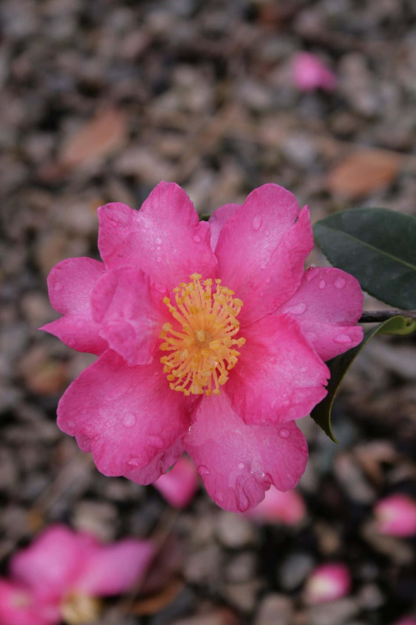 Camellia Sasanqua 桌布 壁紙 — 一朵鮮豔的粉紅色山茶花，帶有露珠，在模糊的礫石背景上閃閃發光。